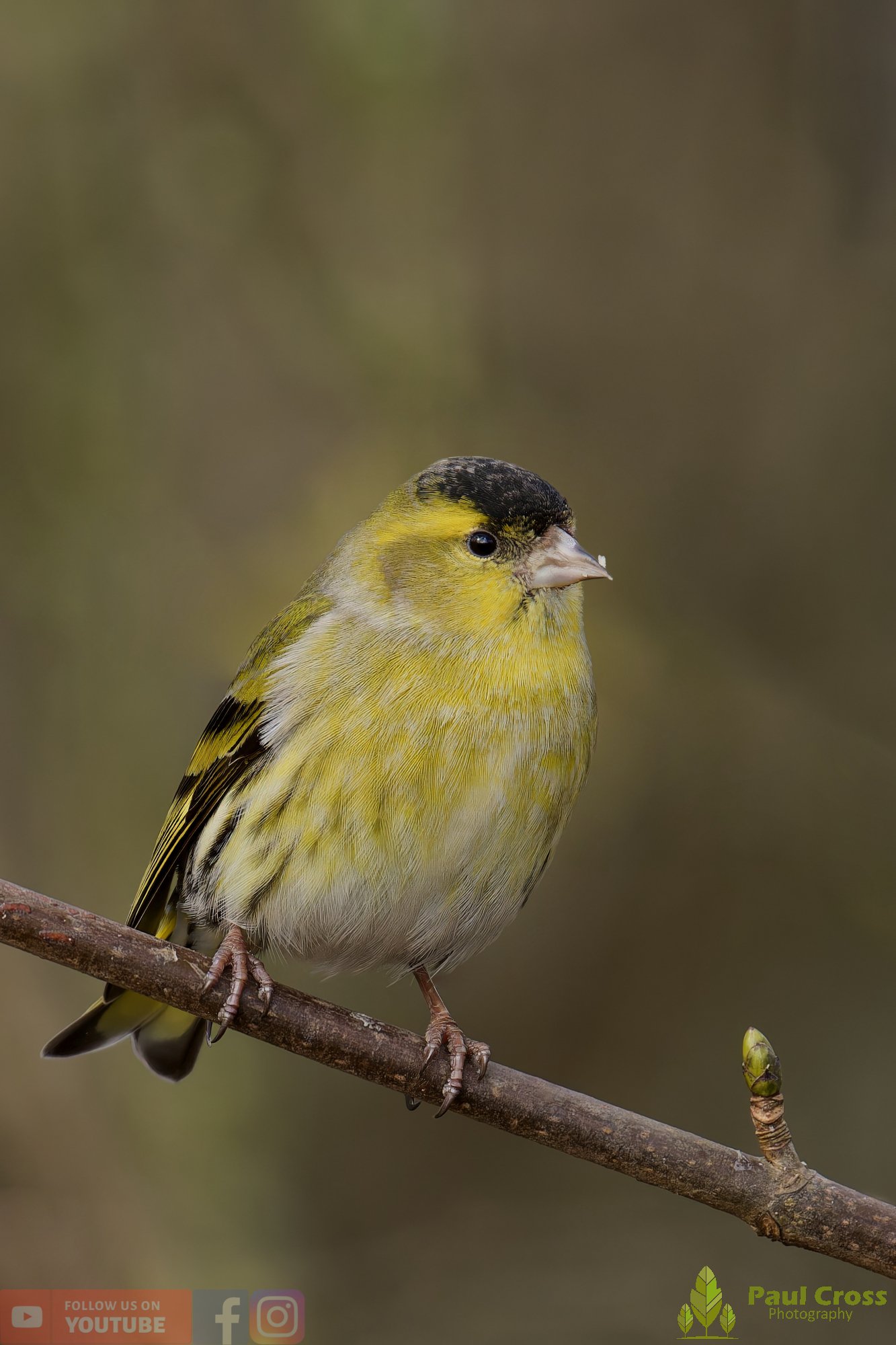 Siskin-00352.jpg
