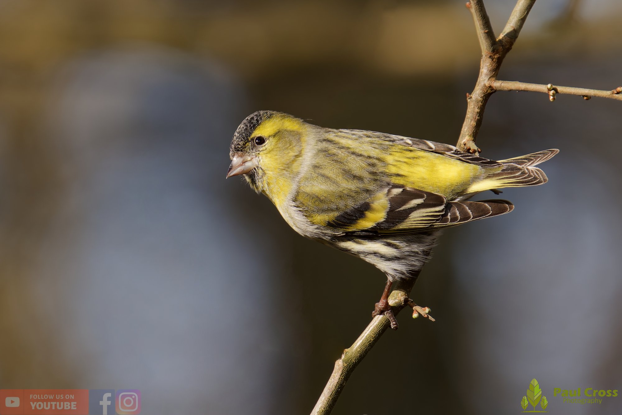 Siskin-00353.jpg