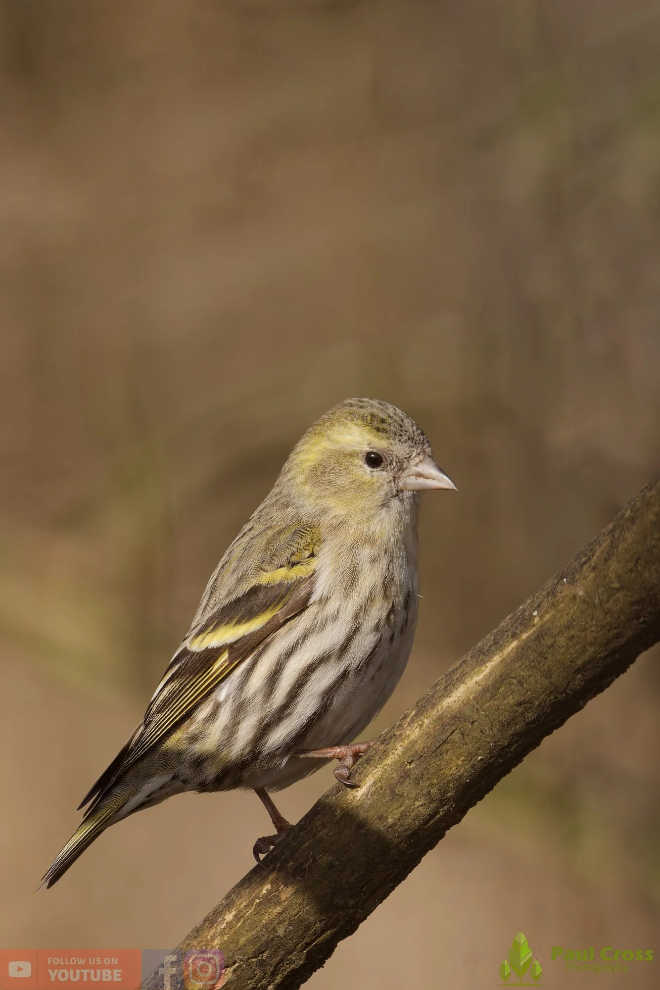 Siskin-00354.jpg