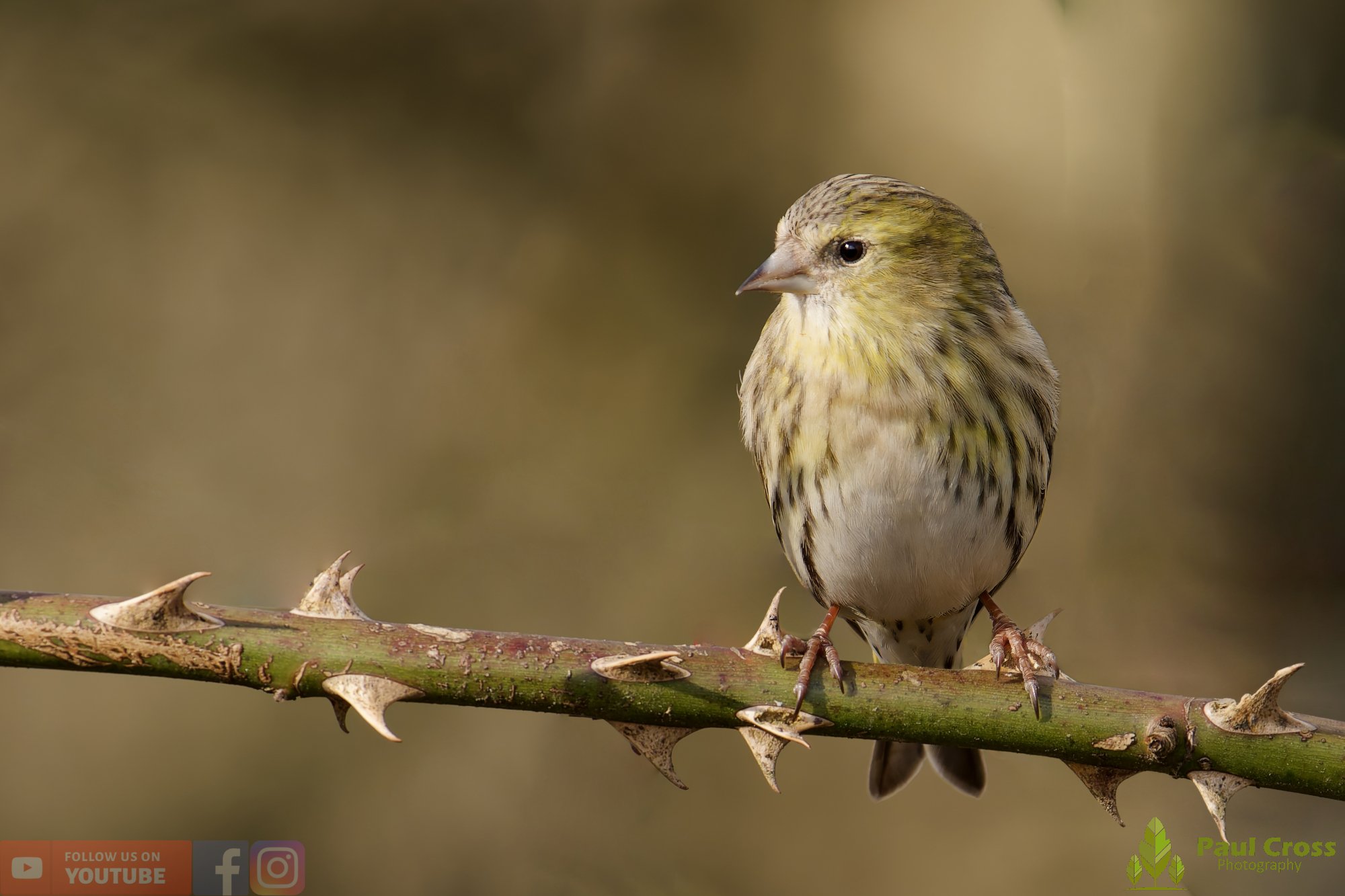 Siskins at Warnham Local Nature Reserve – A Winter Morning