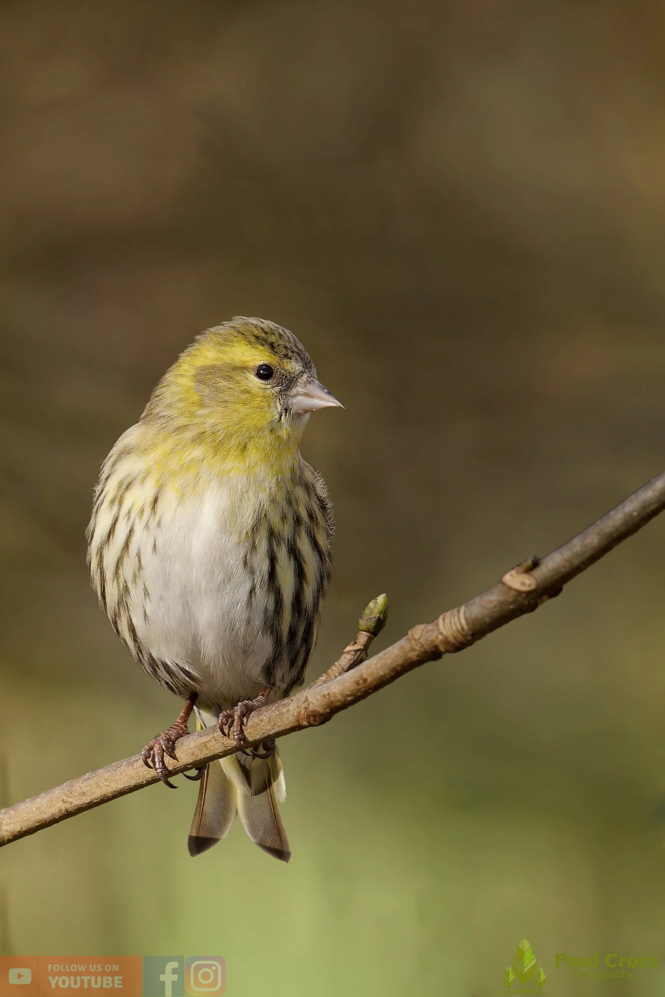 Siskin-00356.jpg