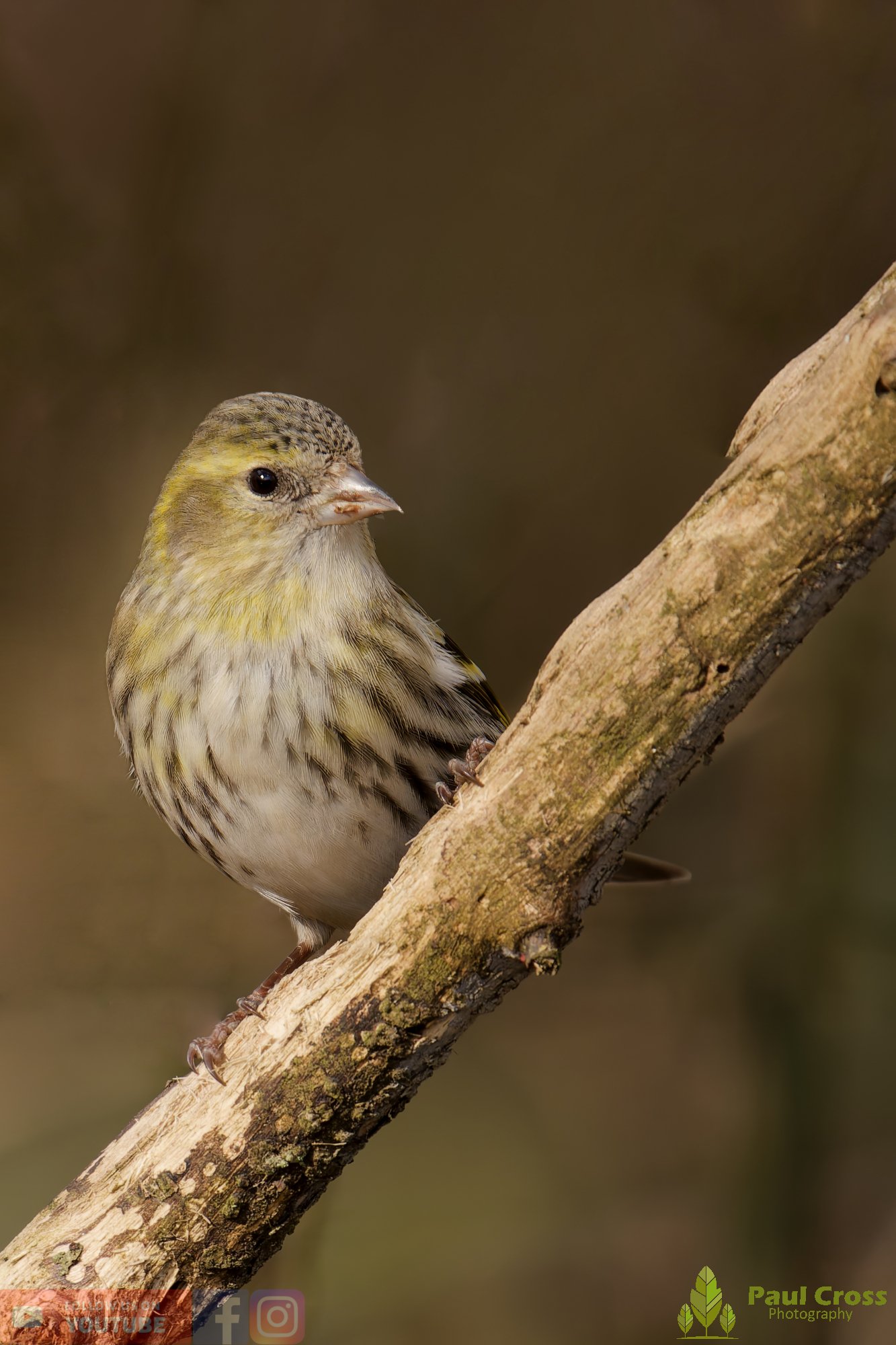 Siskin-00357.jpg