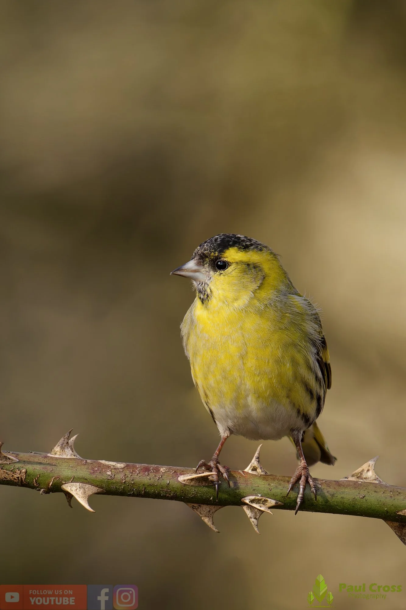 Siskin-00358.jpg