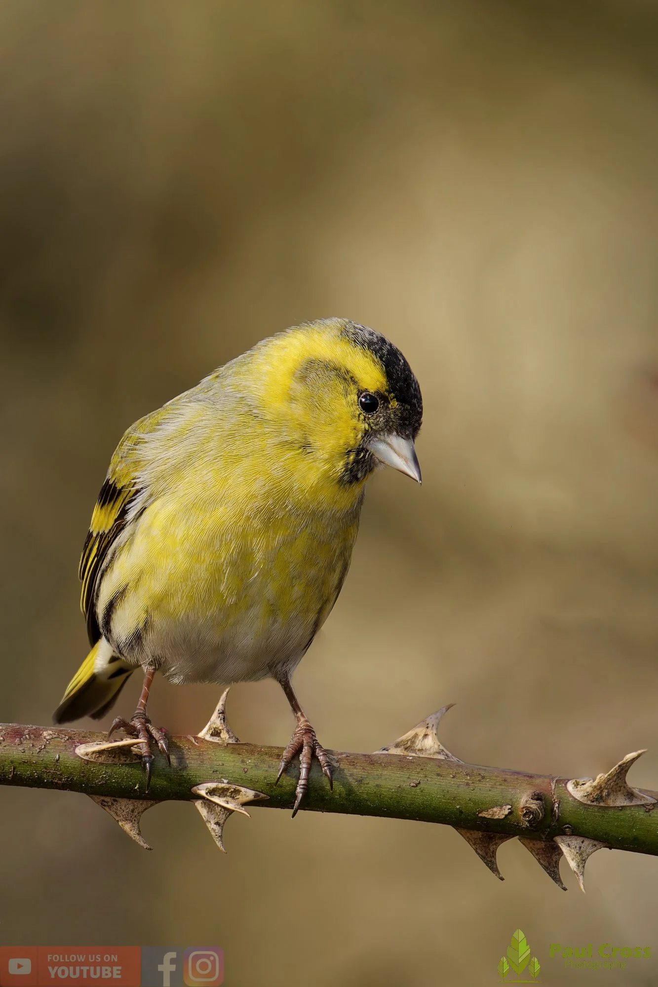 Siskin-00359.jpg