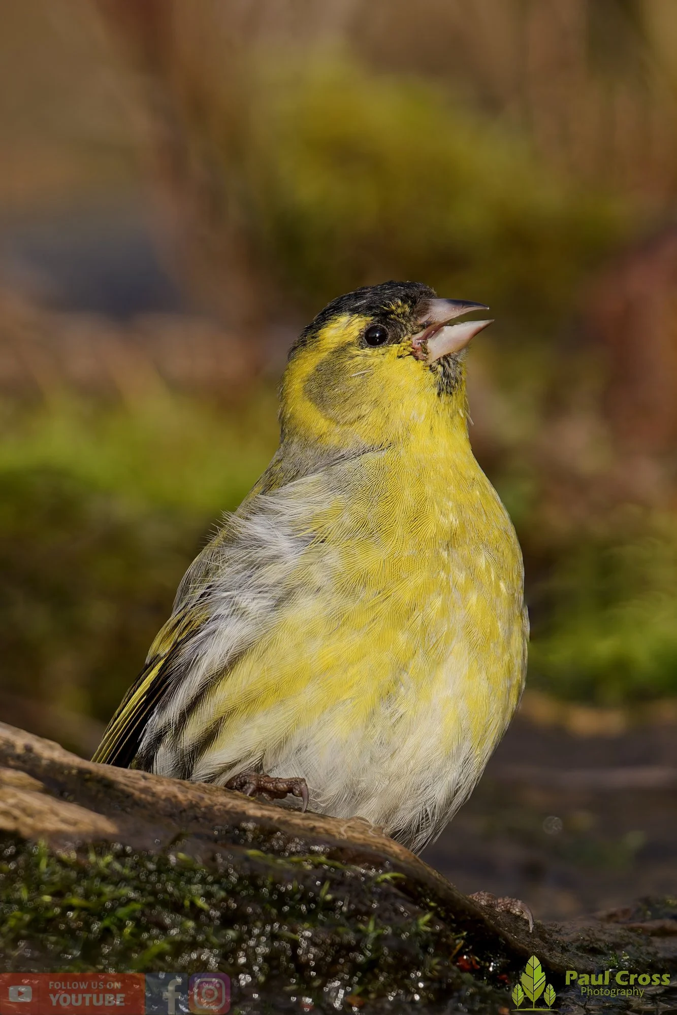 Siskin-00361.jpg