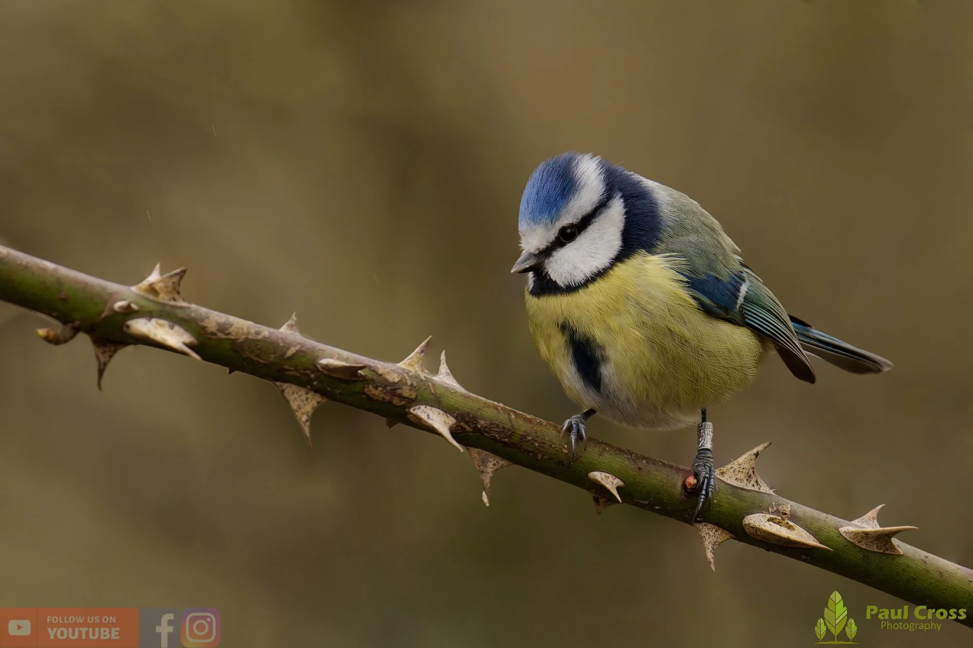 Blue Tit-01107.jpg