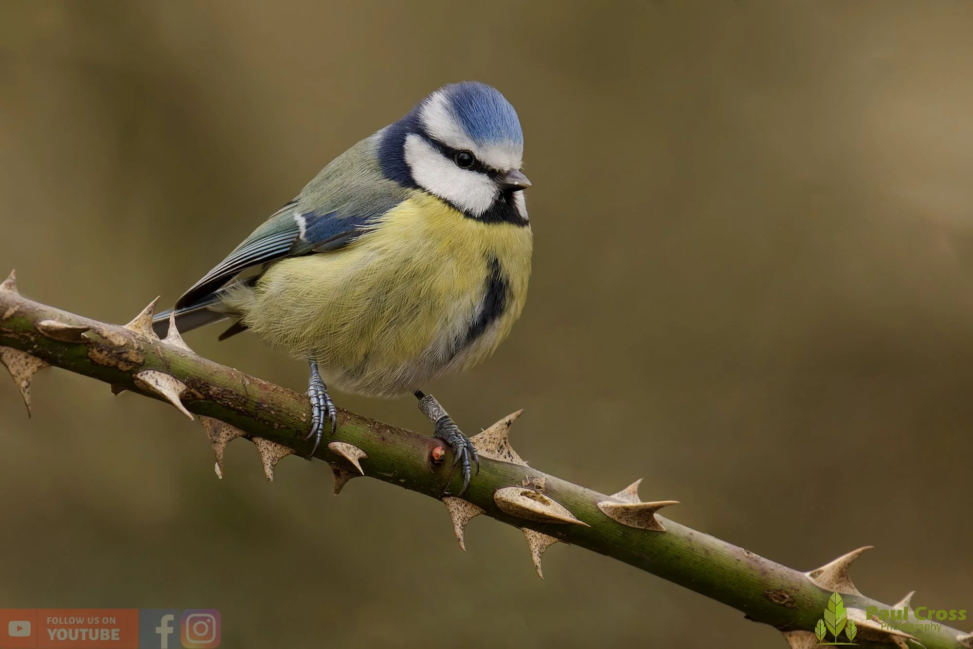 Blue Tit-01108.jpg