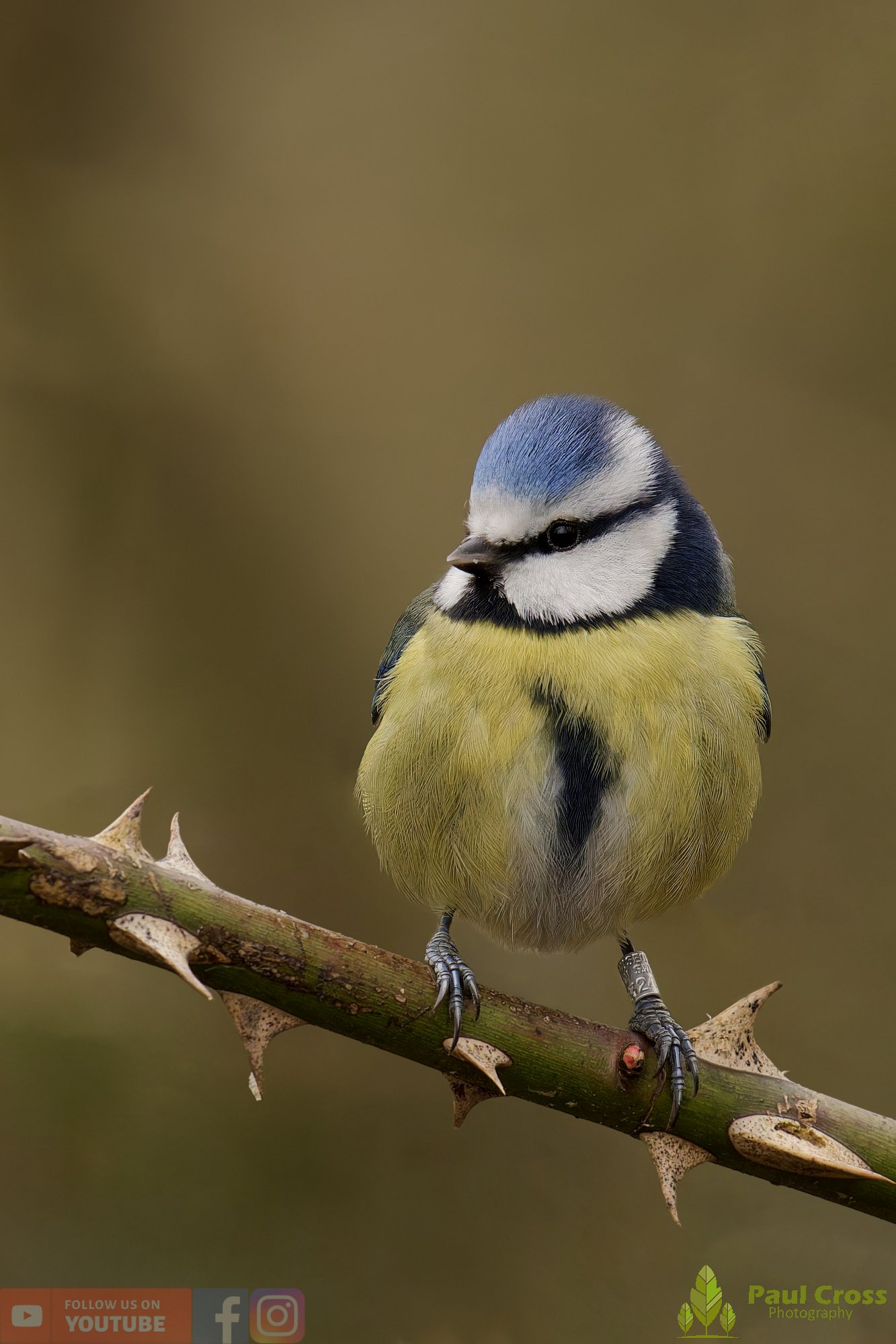 Blue Tit-01109.jpg