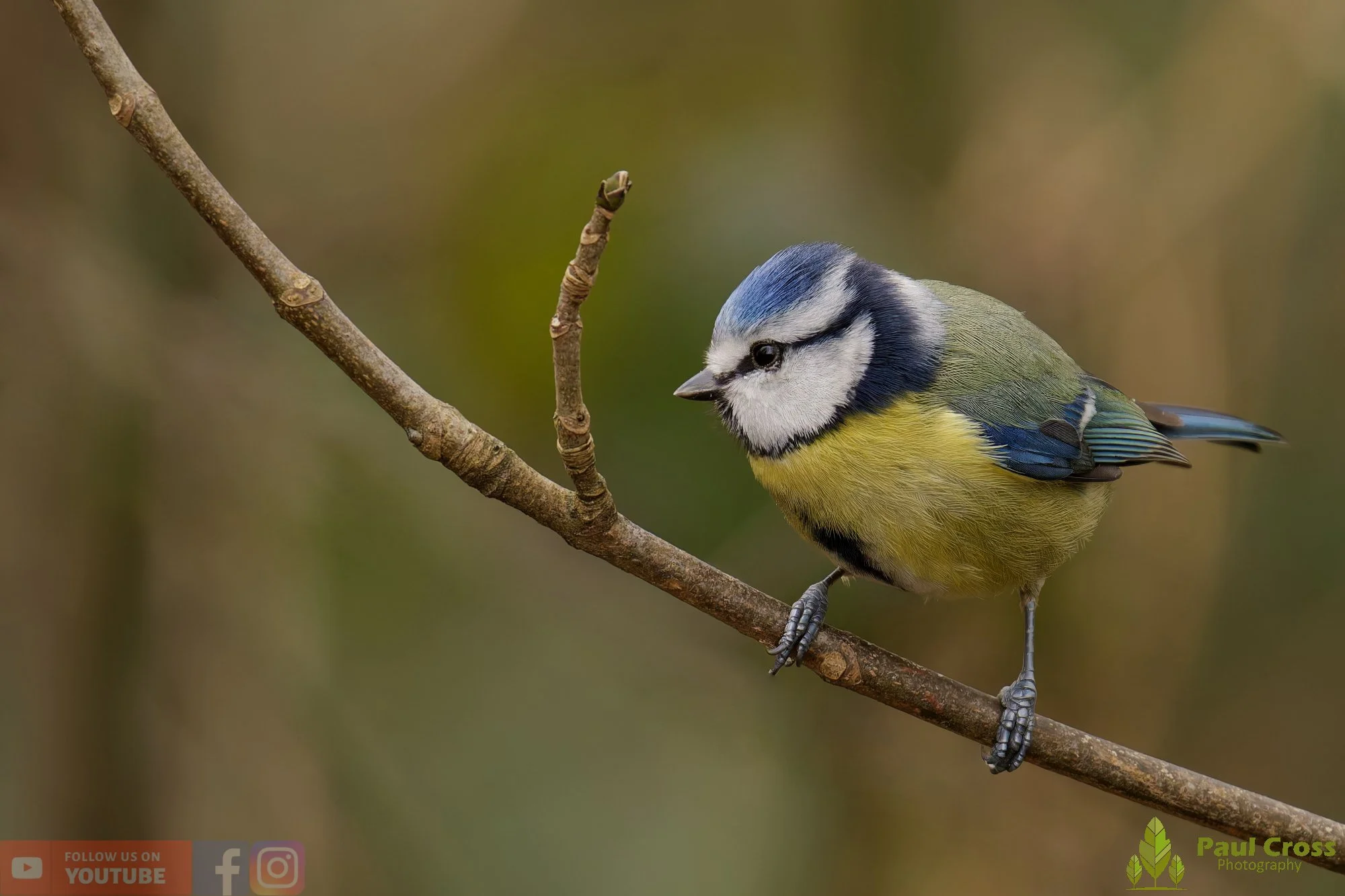 Blue Tit-01110.jpg