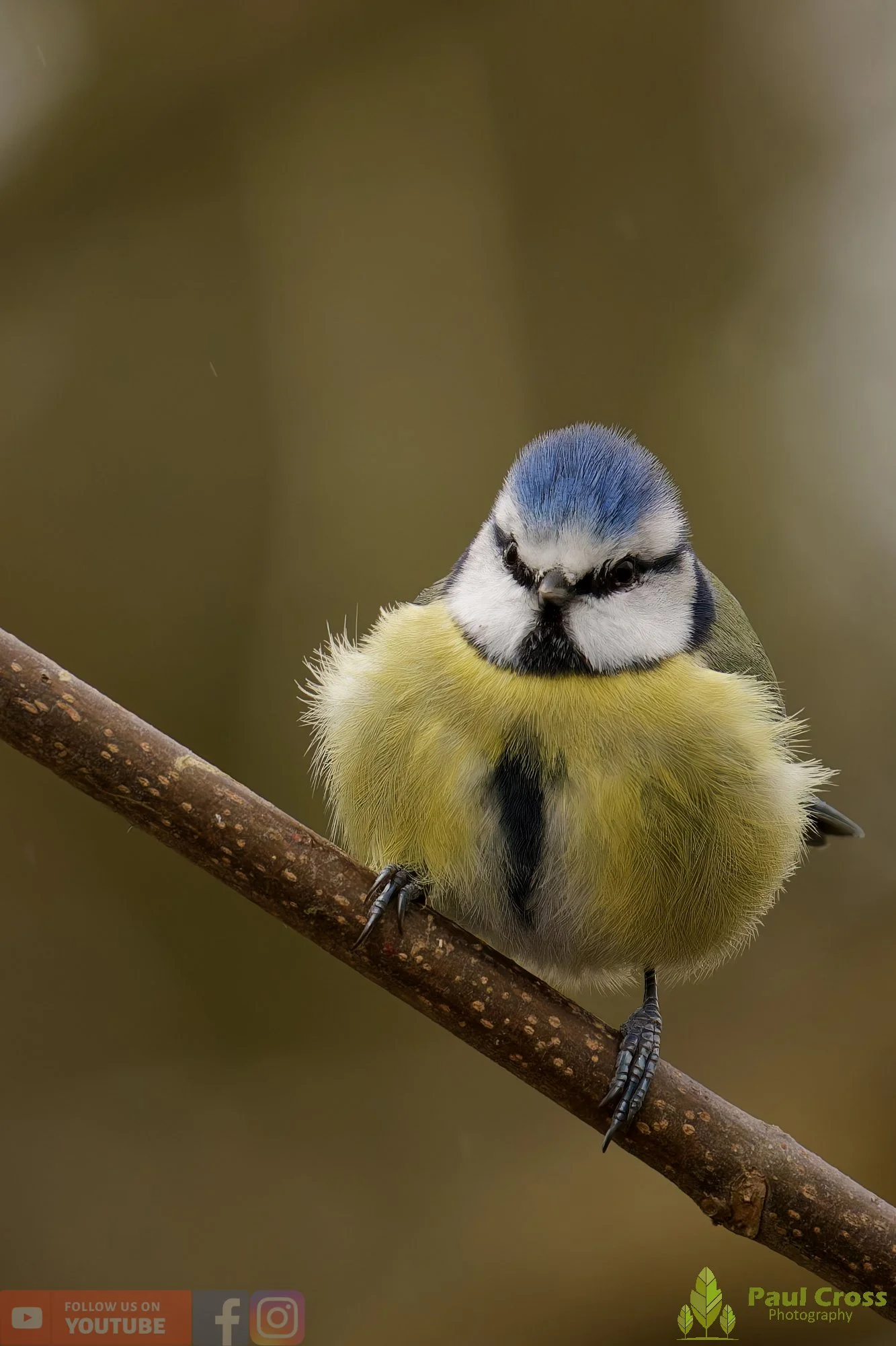 Blue Tit-01111.jpg
