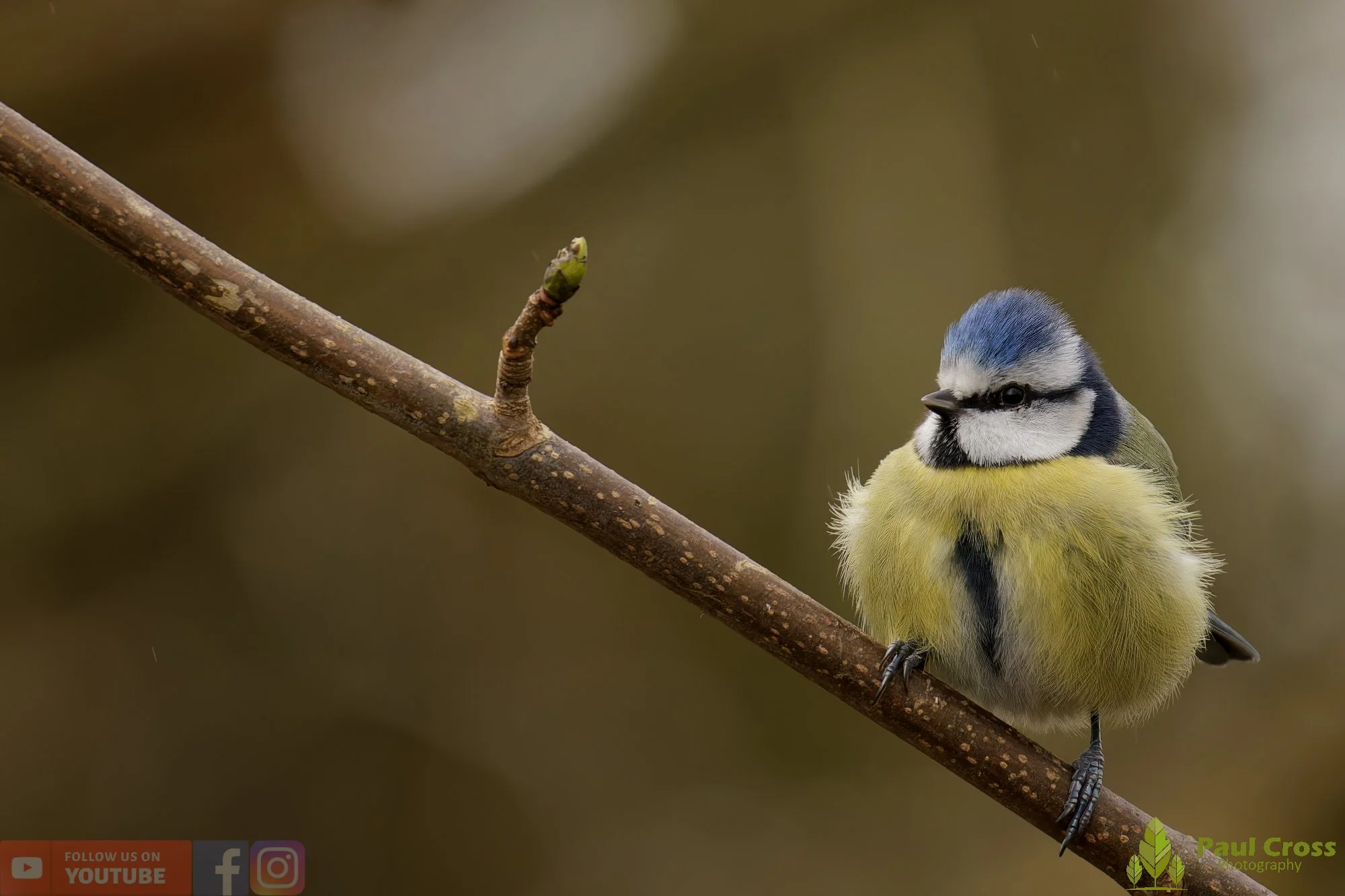 Blue Tit-01112.jpg
