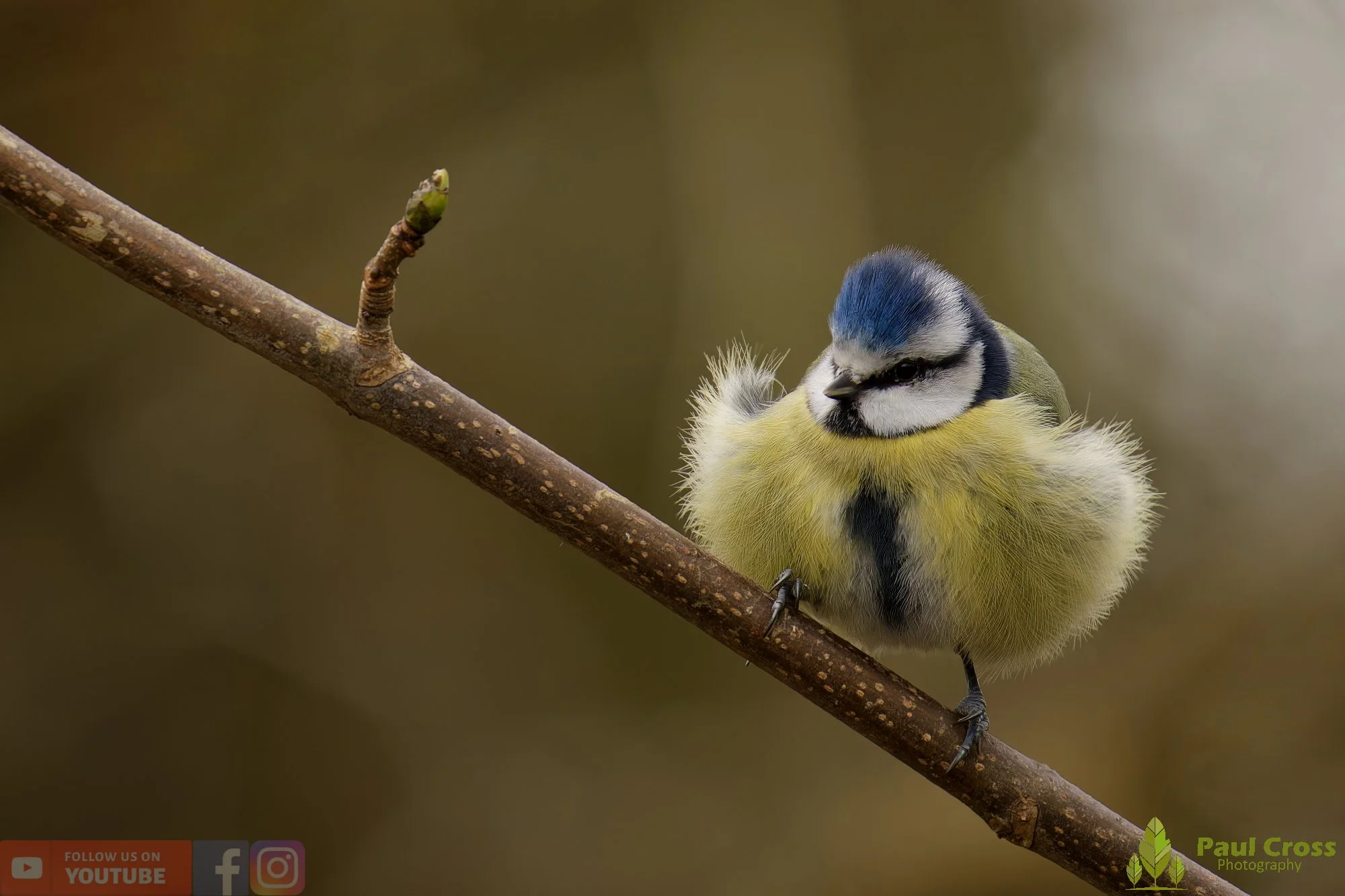 Blue Tit-01114.jpg