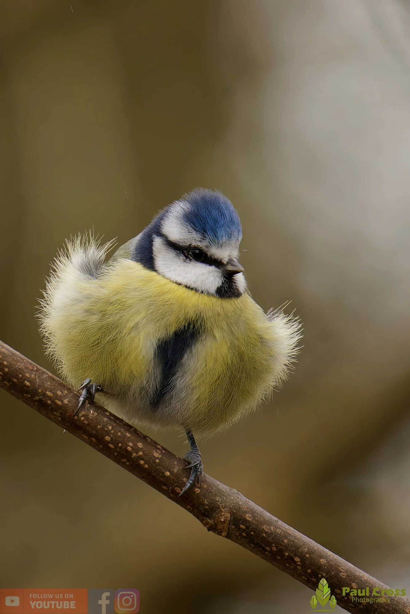 Blue Tit-01115.jpg
