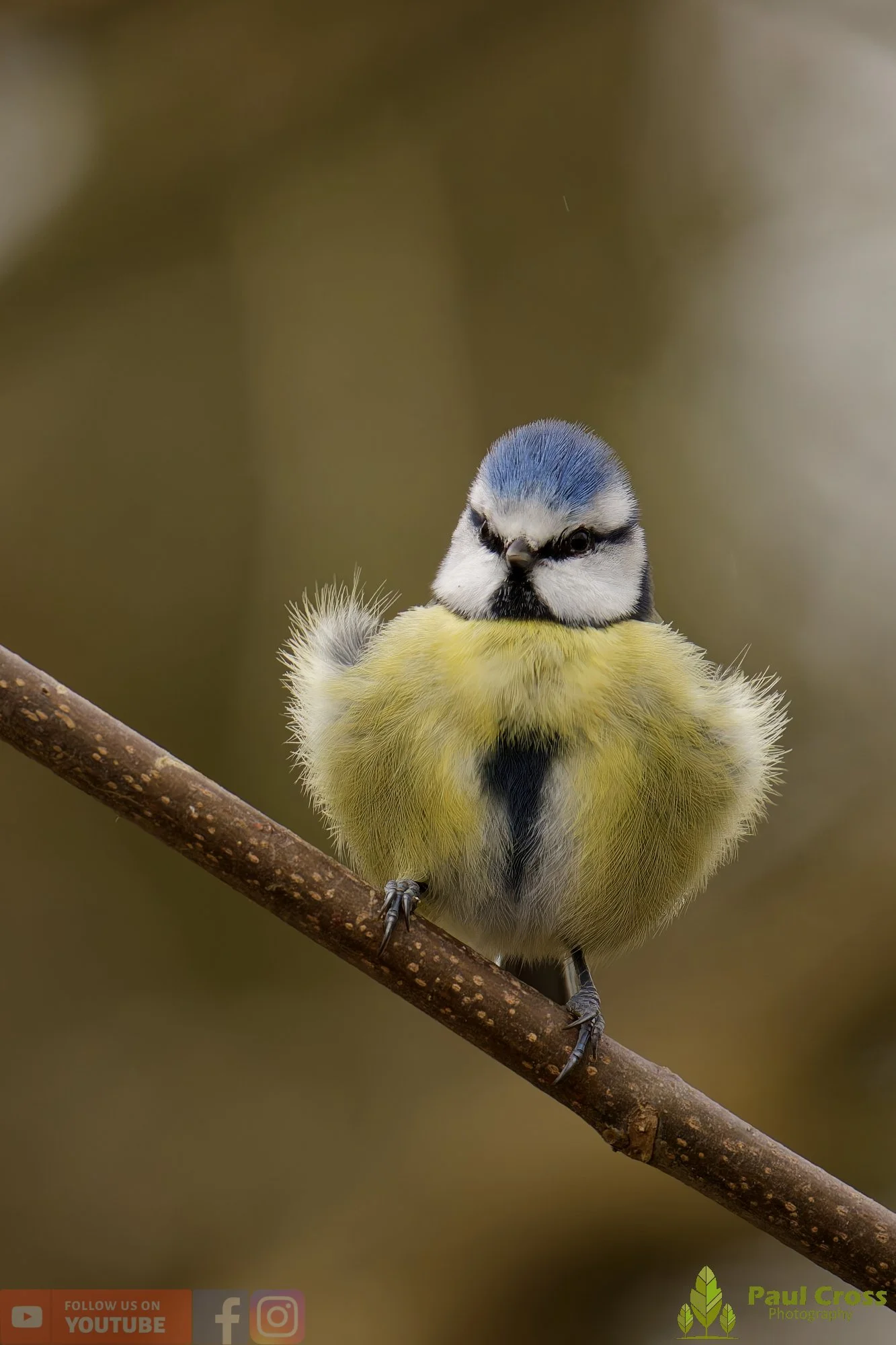 Blue Tit-01116.jpg