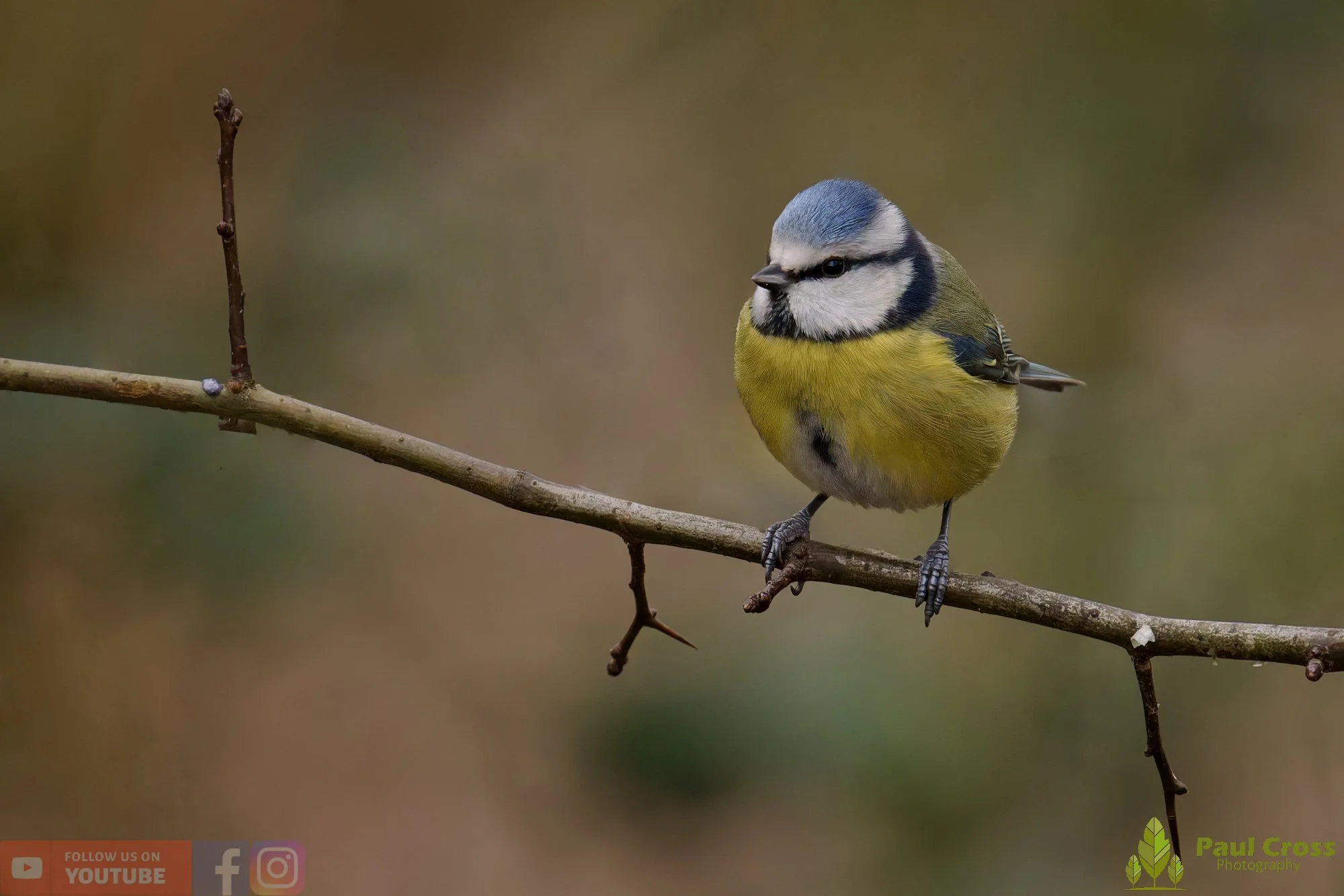 Blue Tit-01117.jpg