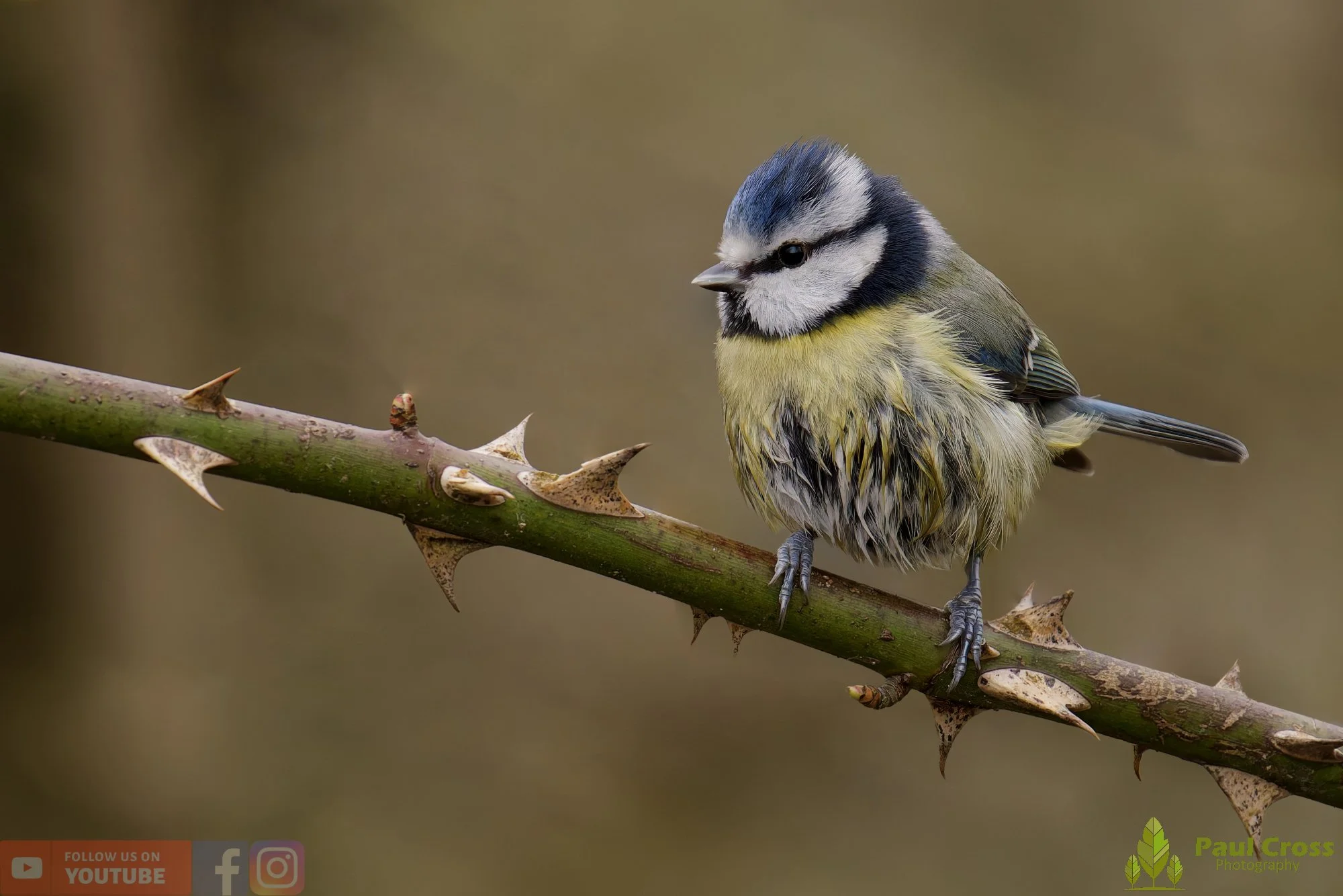 Blue Tit-01119.jpg