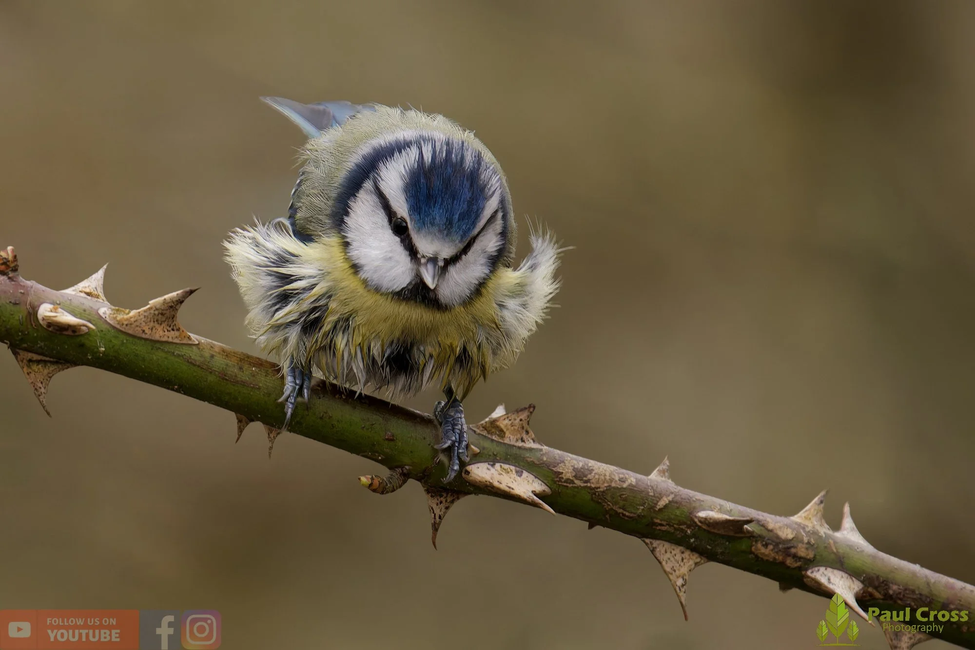 Blue Tit-01120.jpg