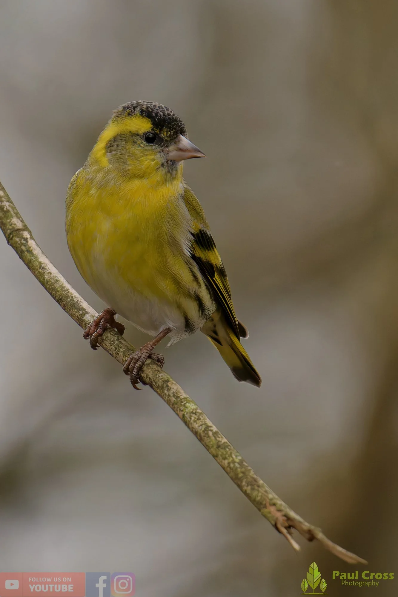 Siskin-00367.jpg