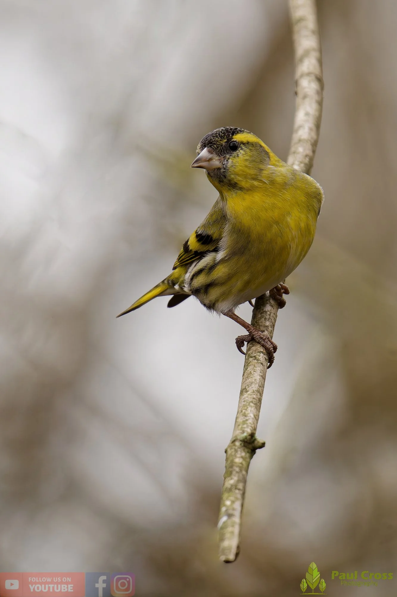 Siskin-00366.jpg