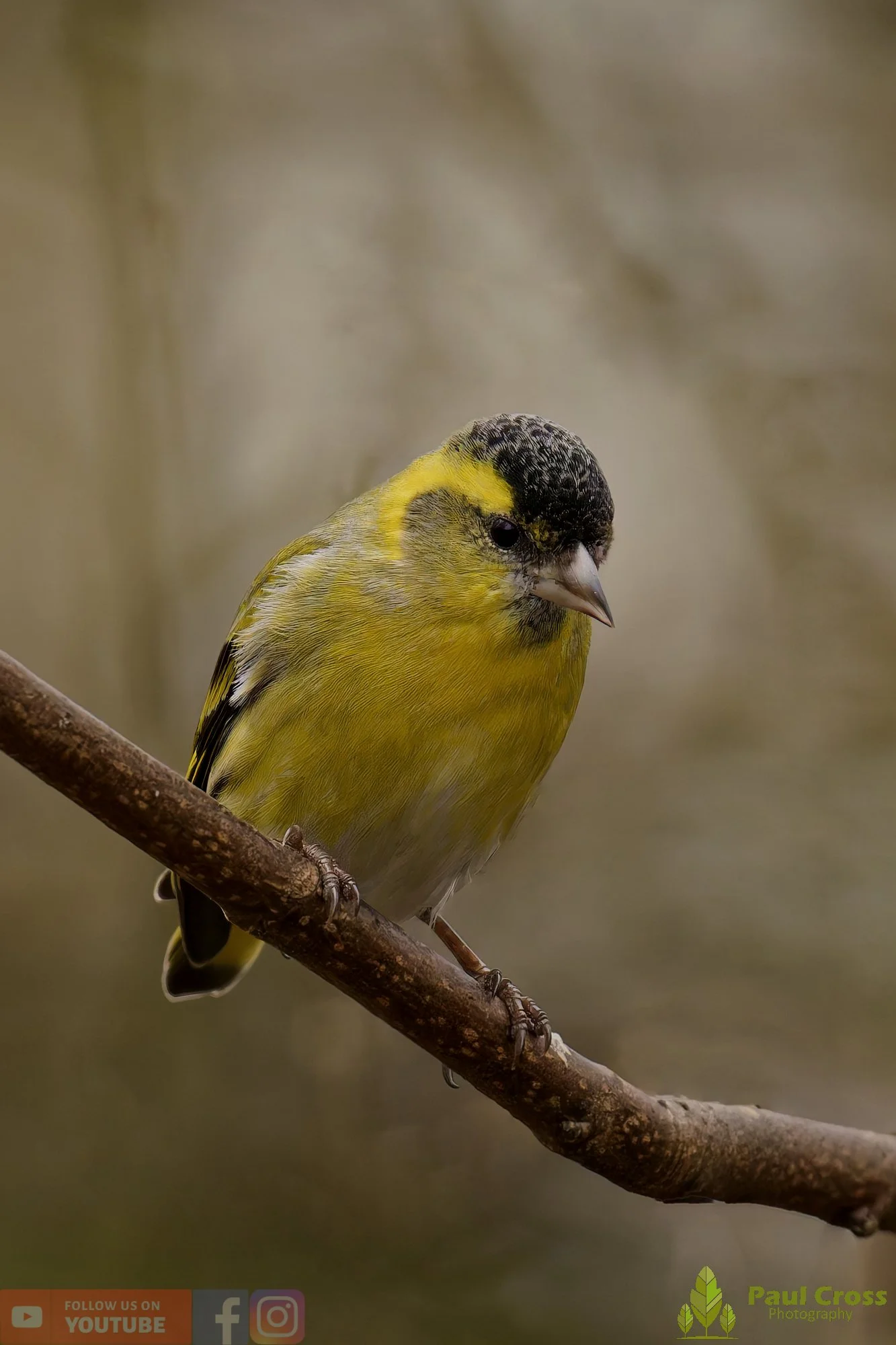 Siskin-00369.jpg