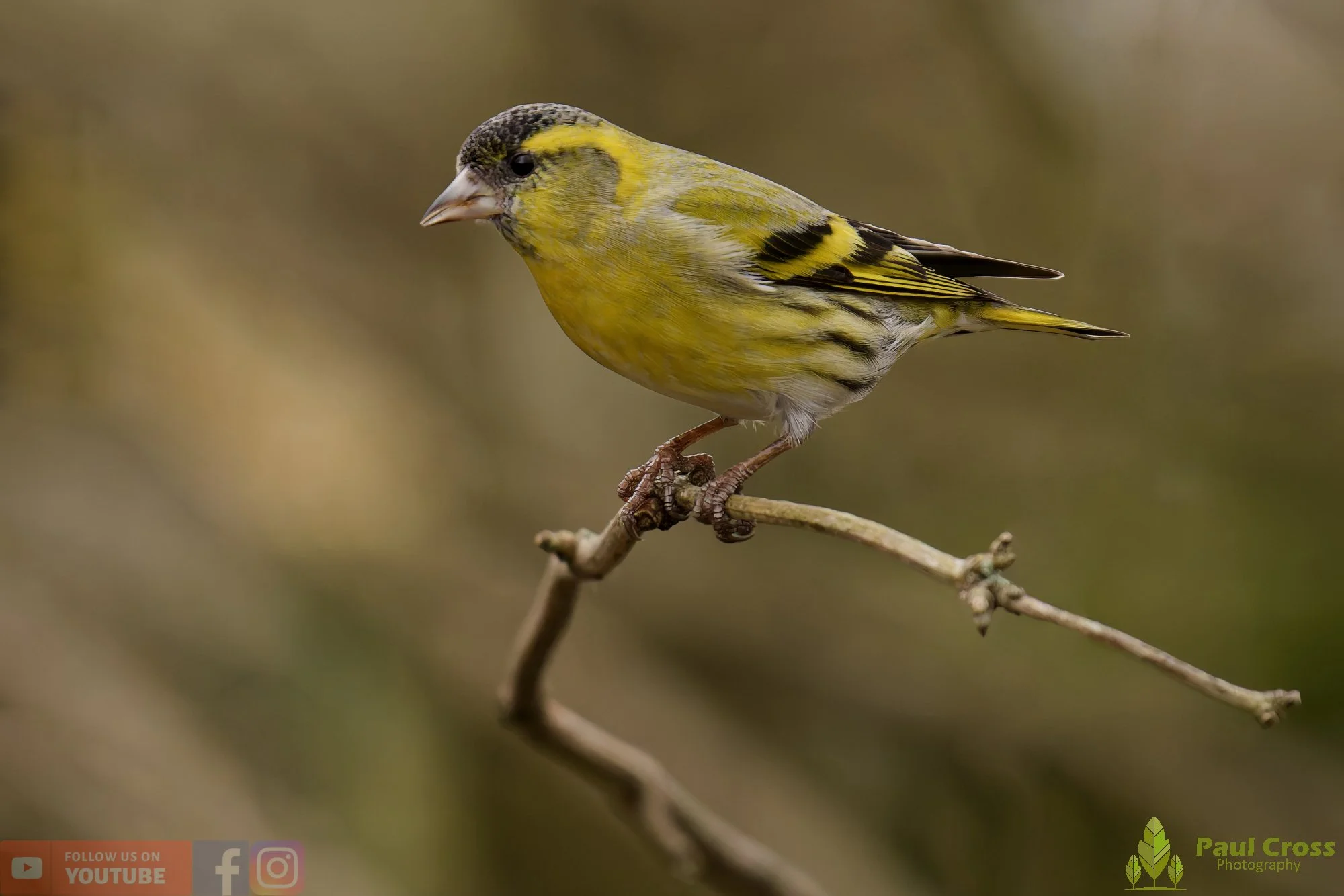 Siskin-00370.jpg