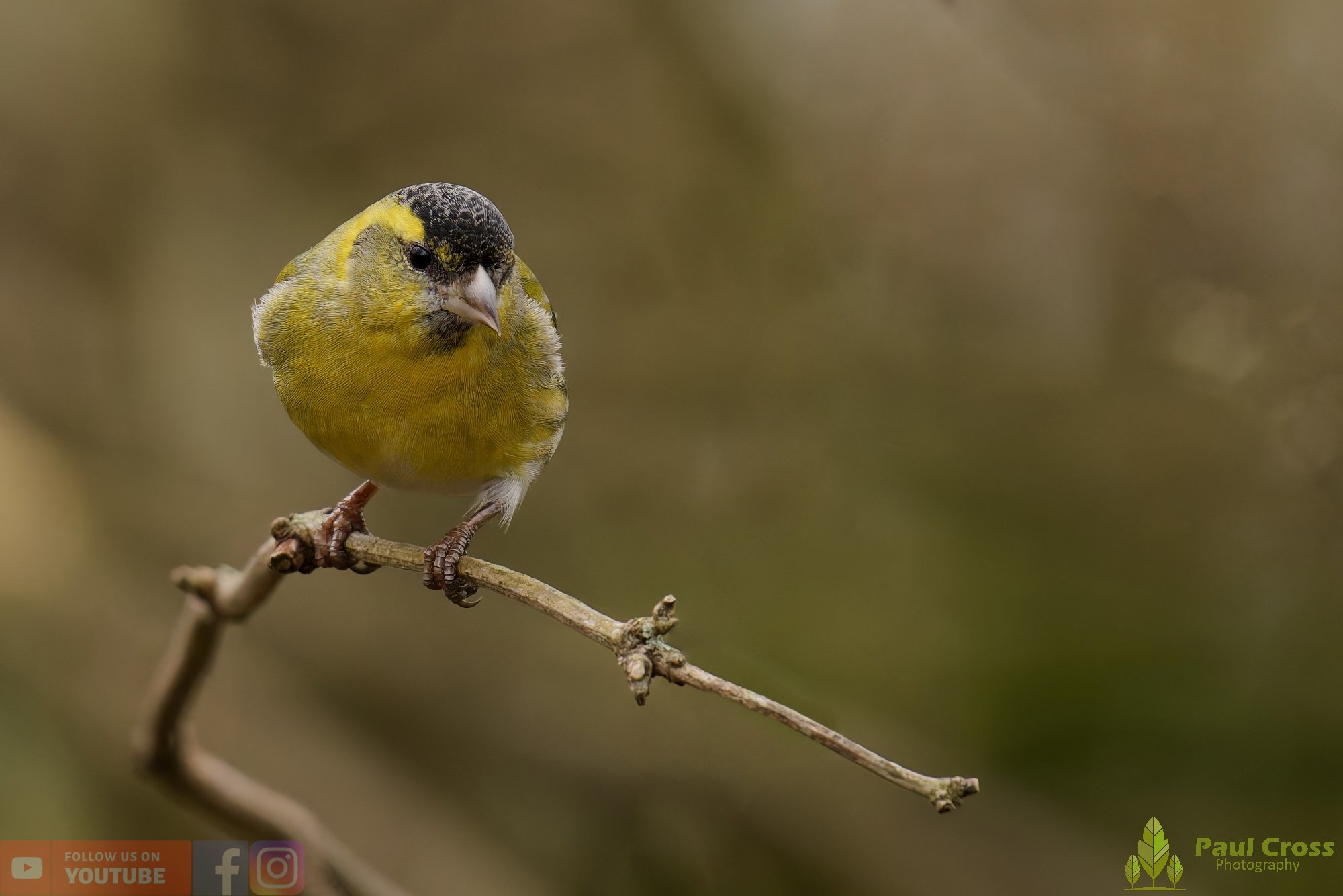 Siskin-00371.jpg