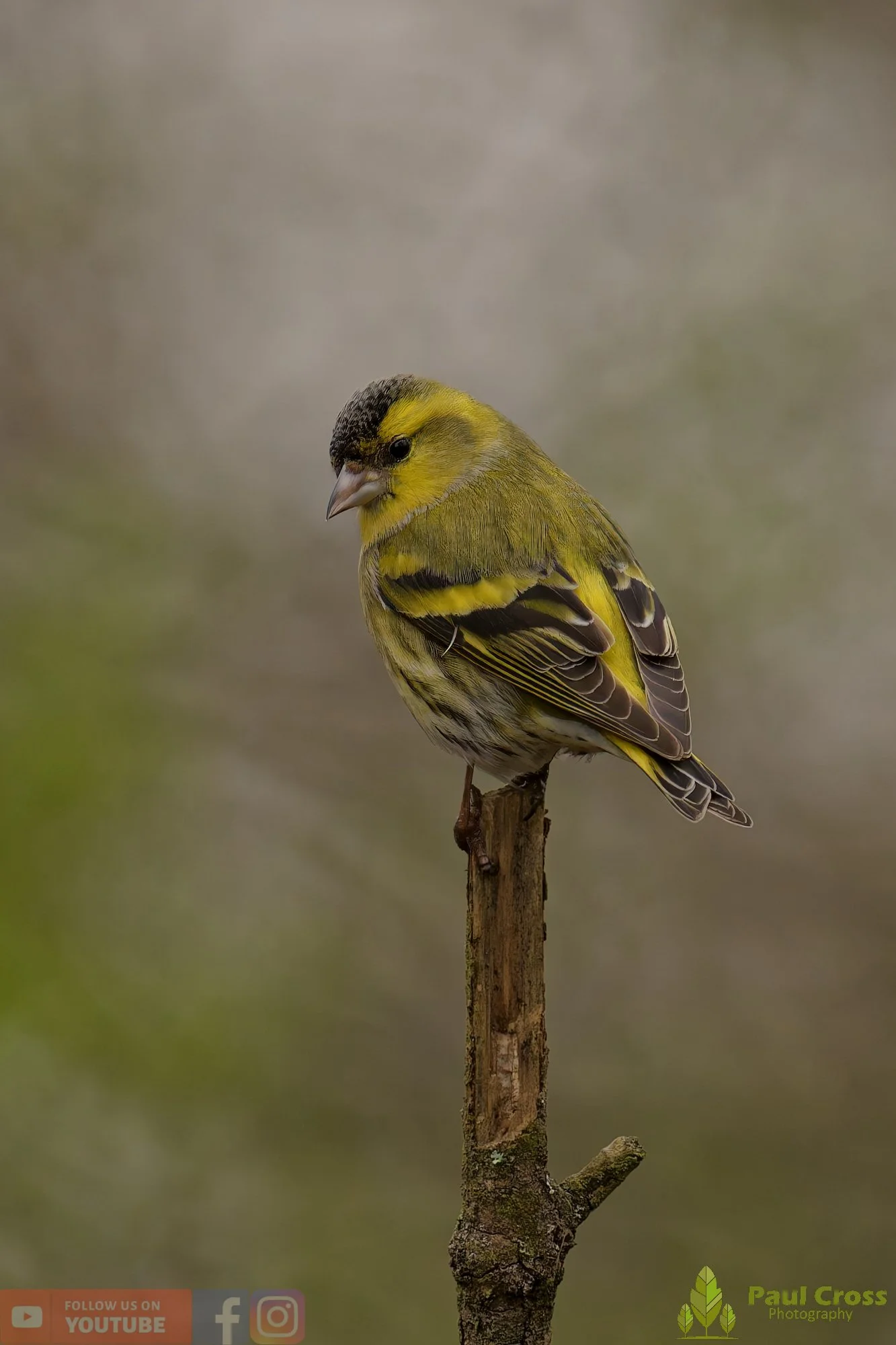 Siskin-00372.jpg