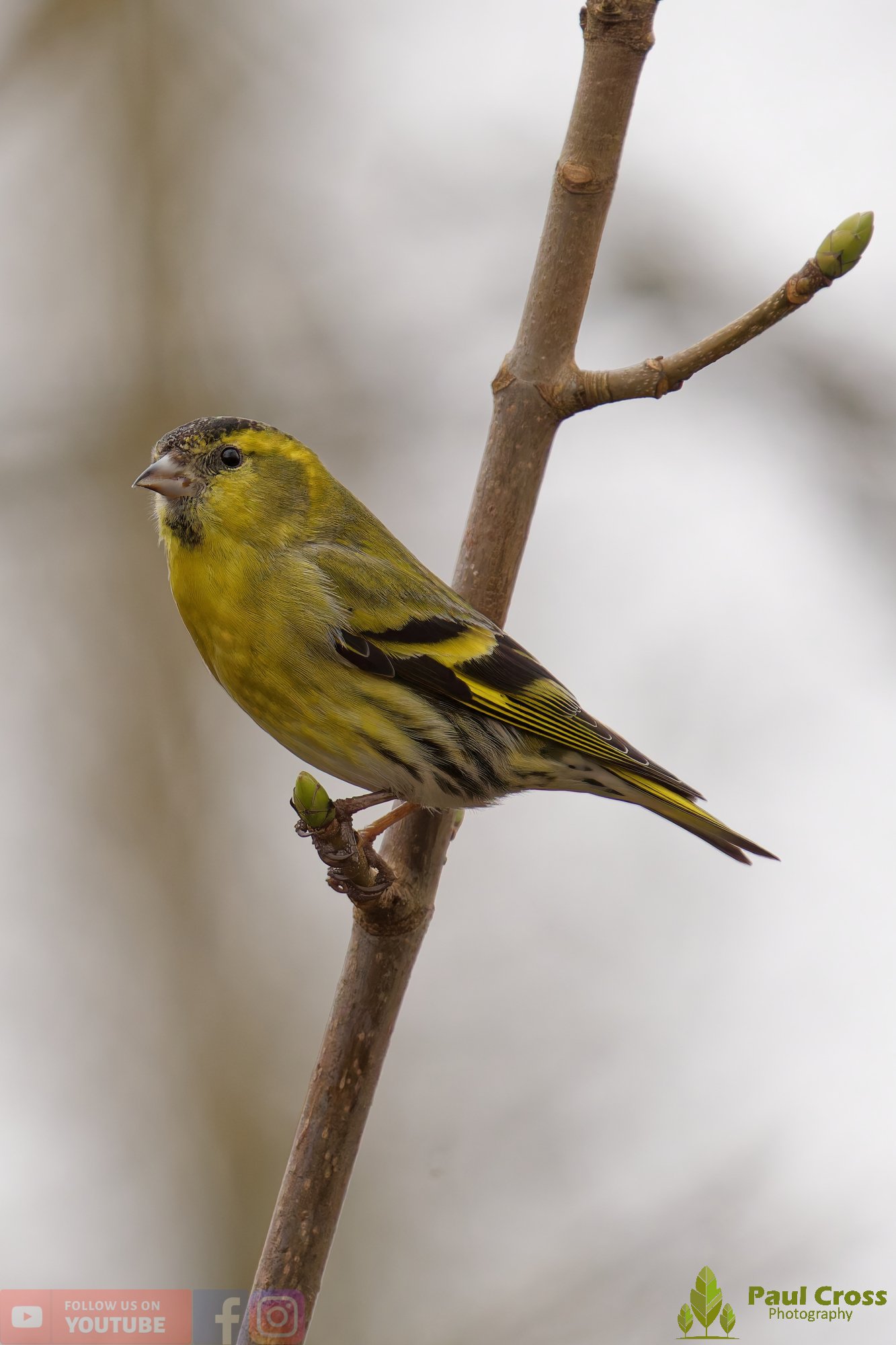Siskin-00375.jpg