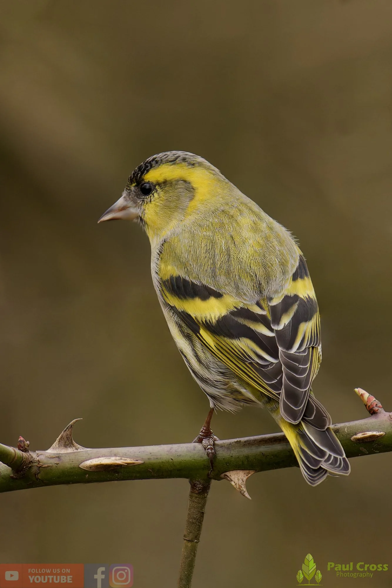 Siskin-00376.jpg