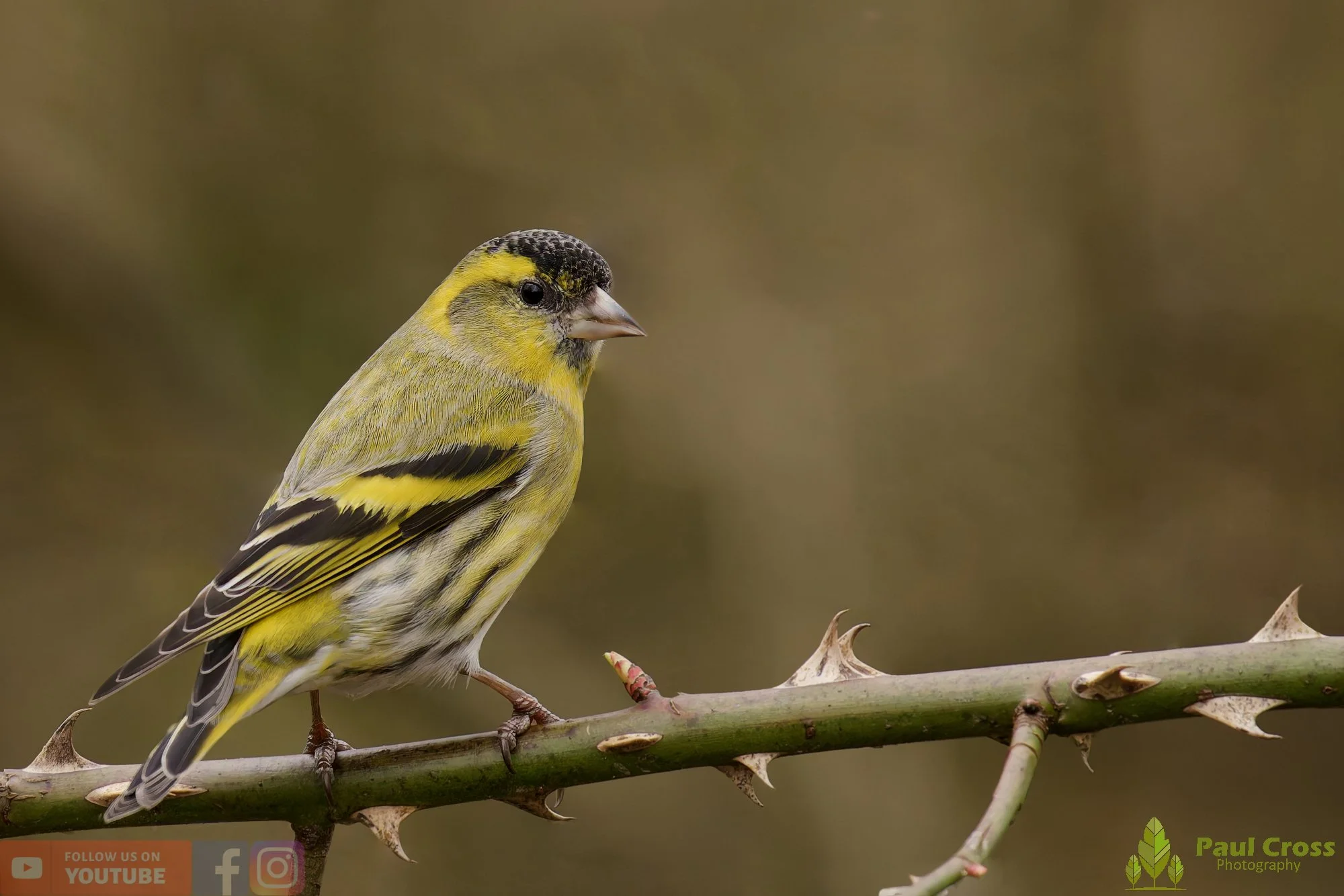 Siskin-00377.jpg
