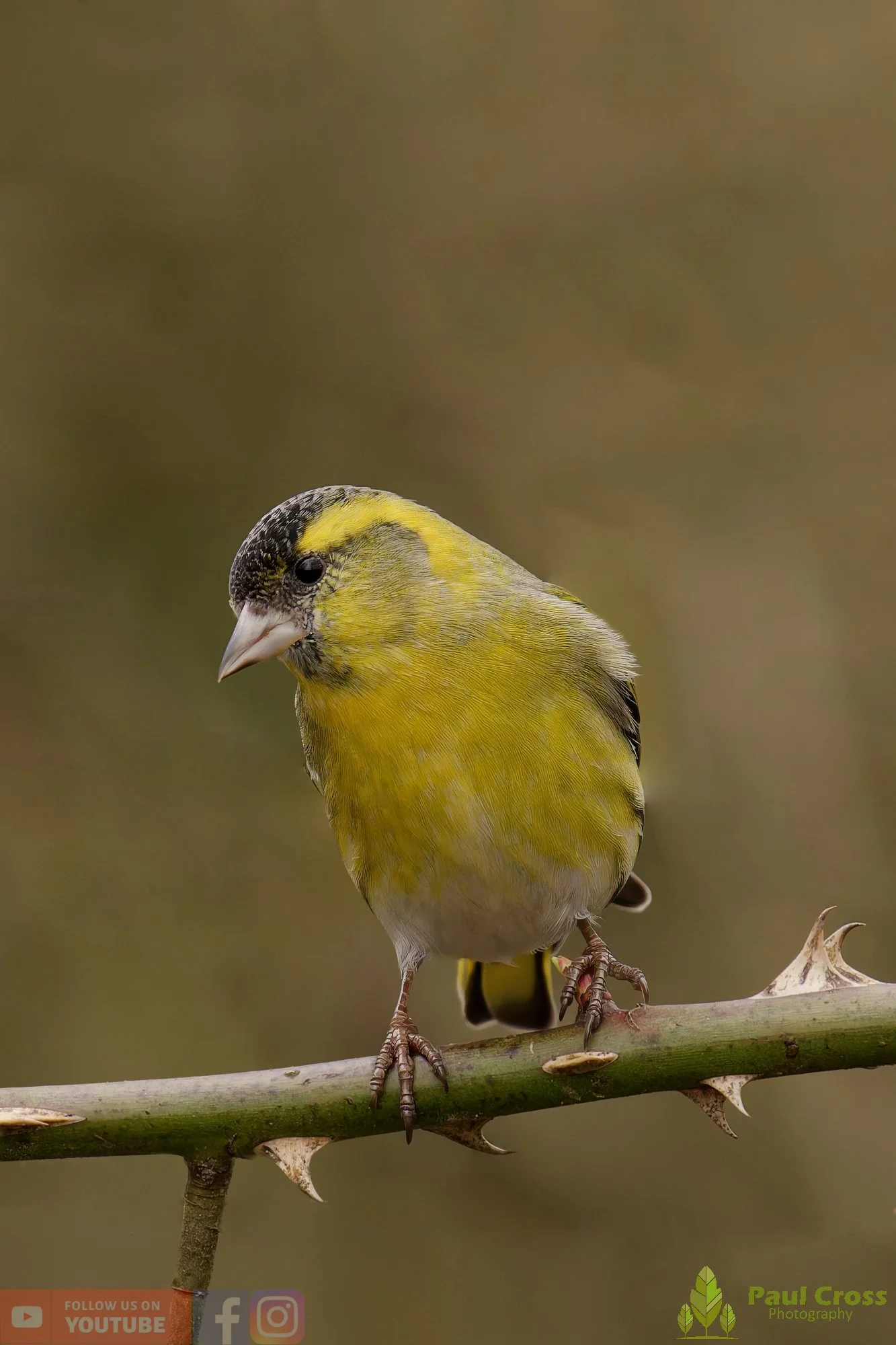 Siskin-00378.jpg