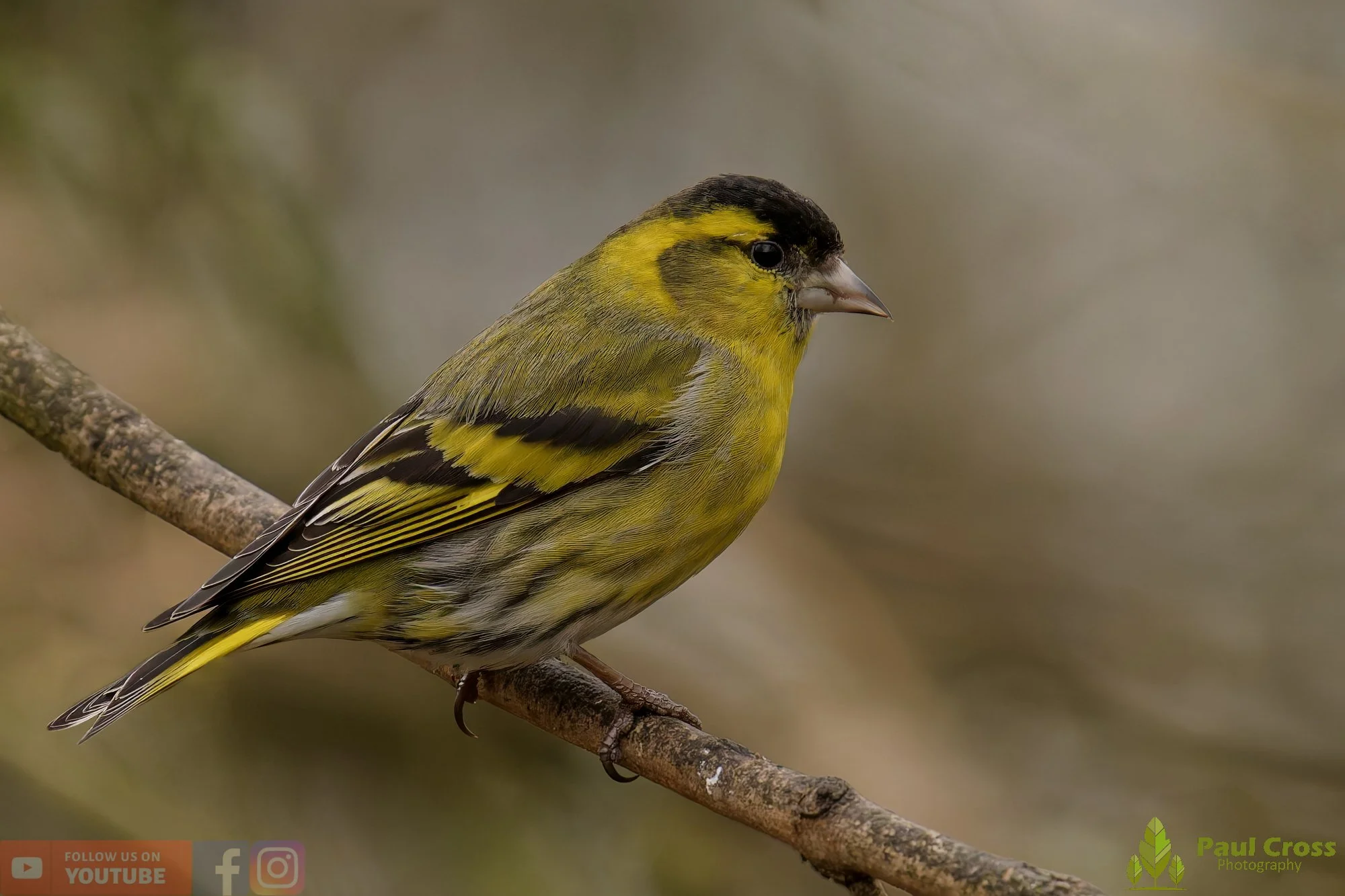 Siskins at Warnham Local Nature Reserve – A Winter Highlight