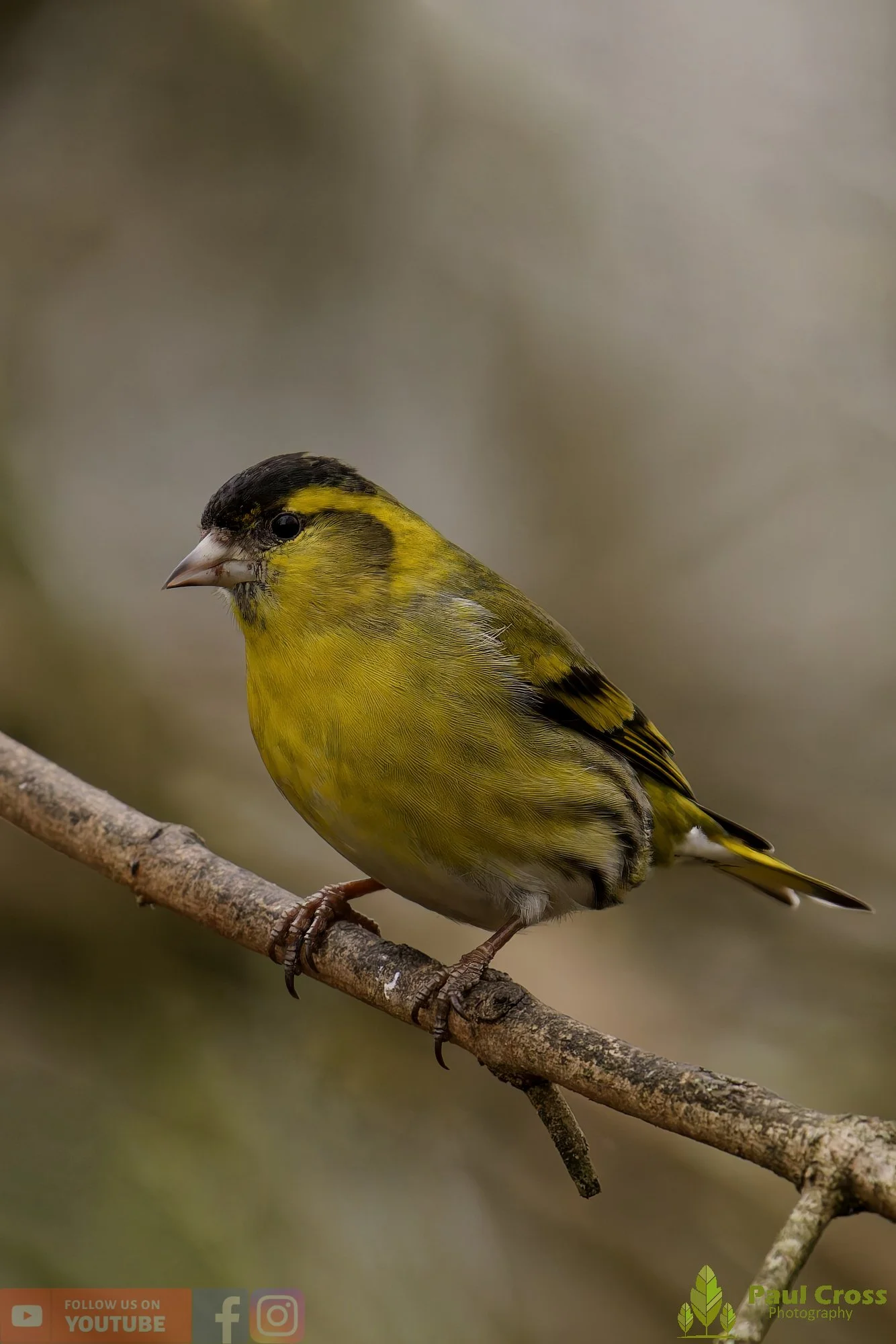 Siskin-00381.jpg