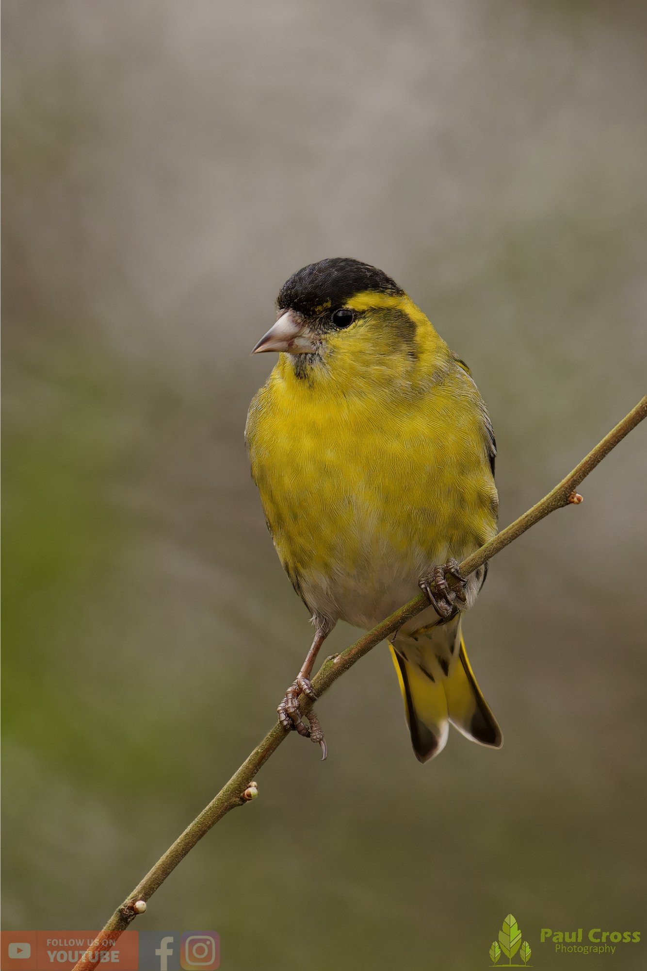 Siskin-00384.jpg