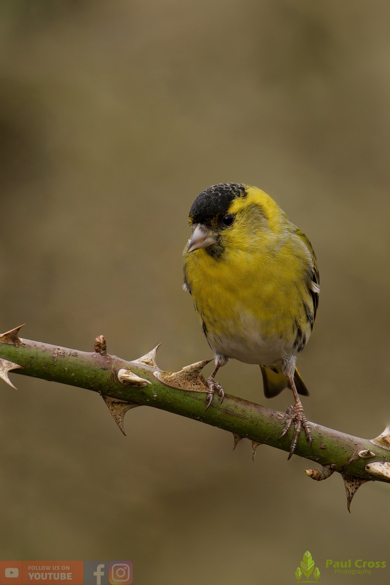 Siskin-00388.jpg