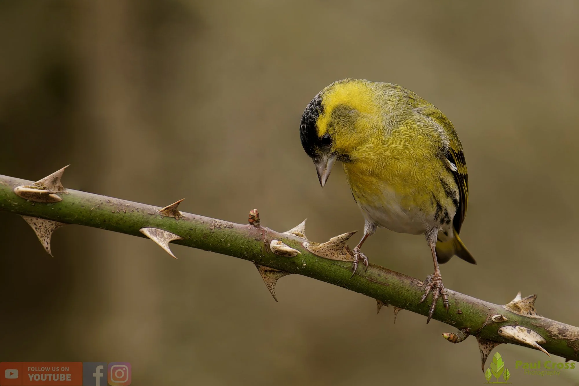Siskin-00389.jpg