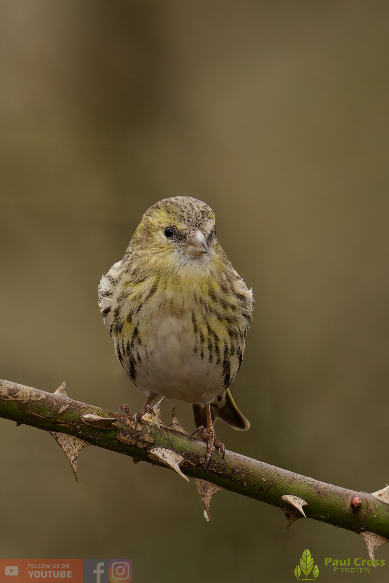 Siskin-00391.jpg