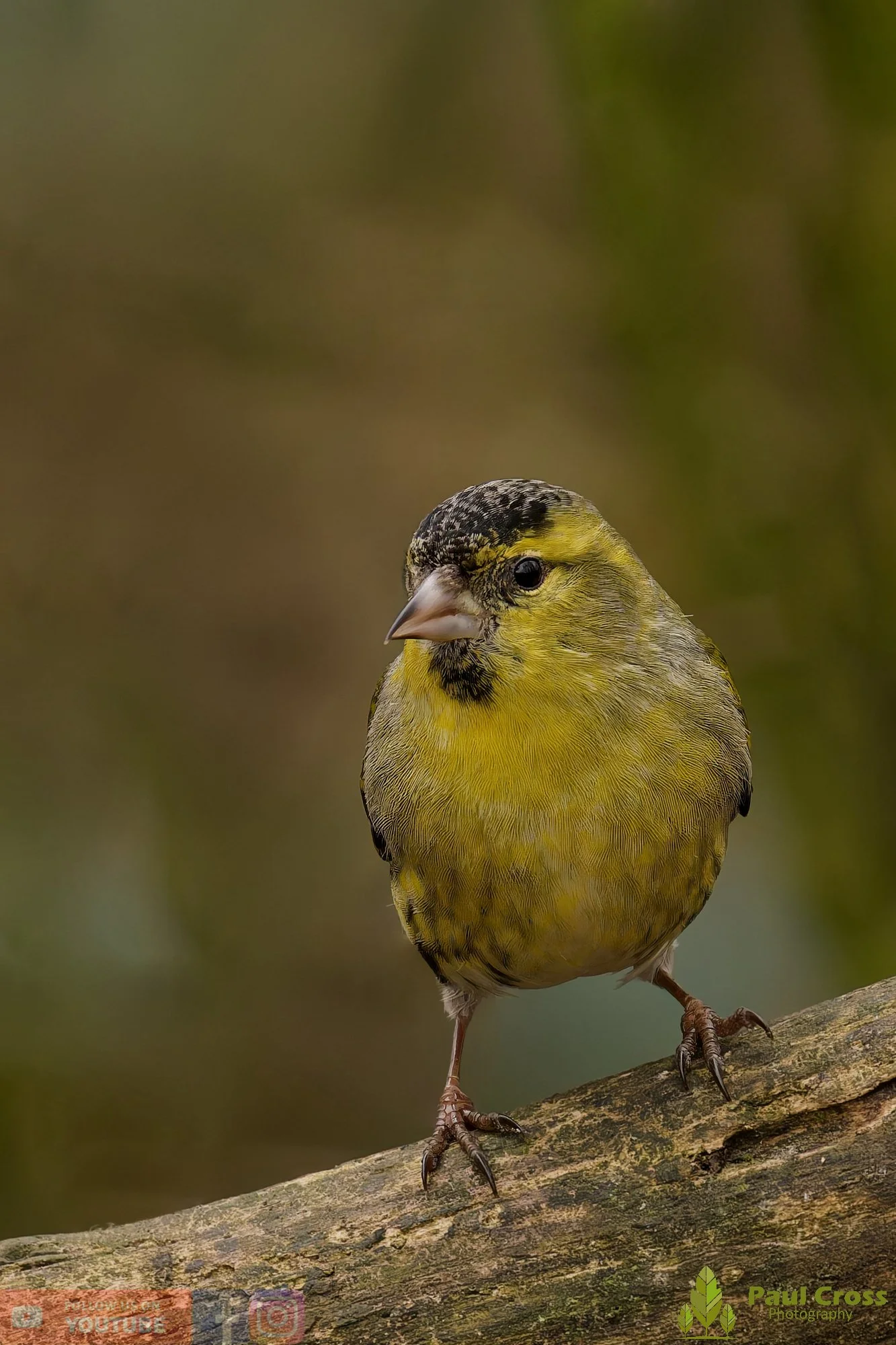 Siskin-00395.jpg