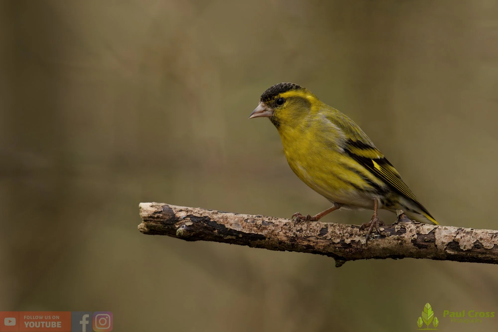Siskin-00396.jpg