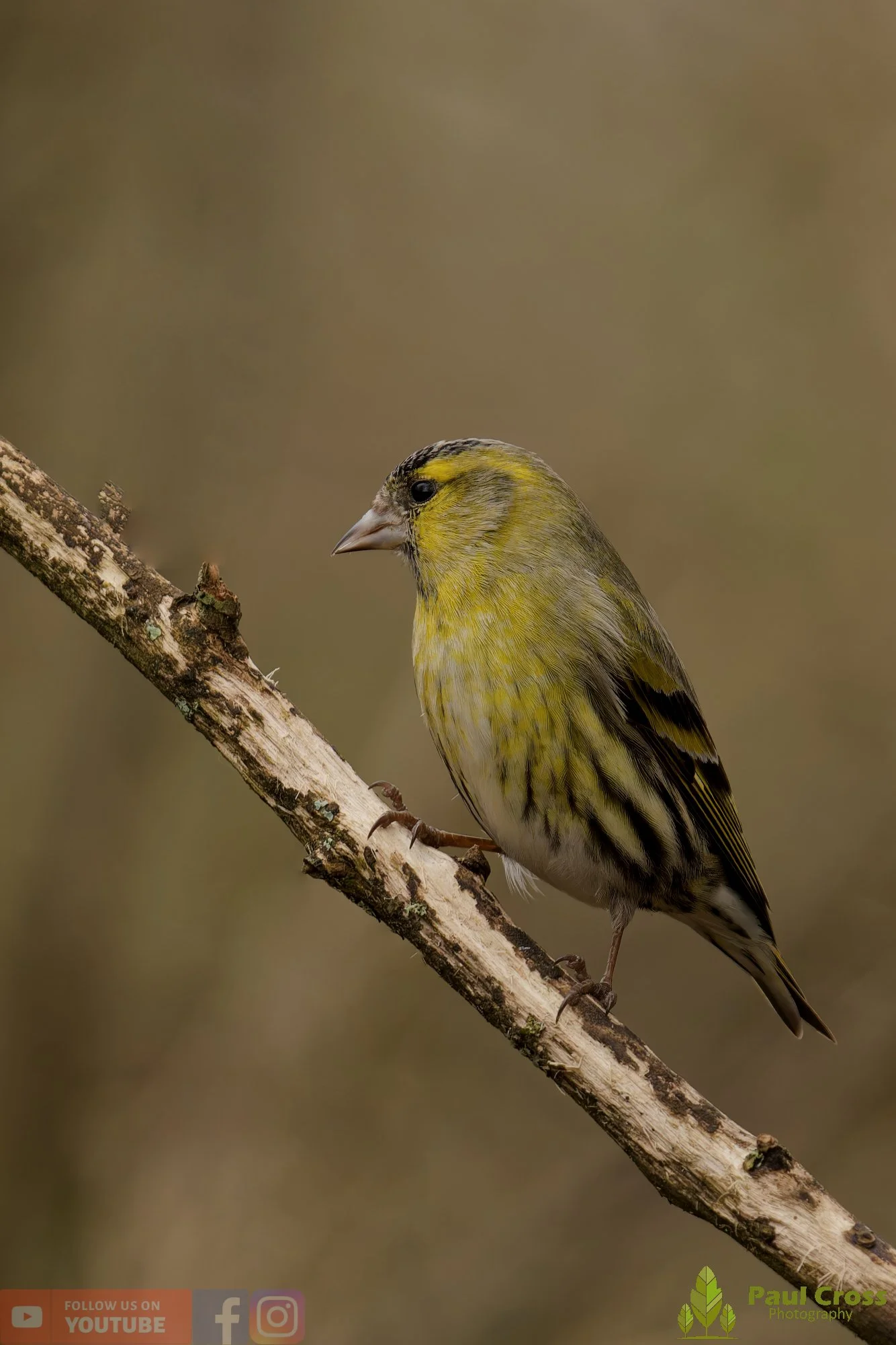 Siskin-00397.jpg