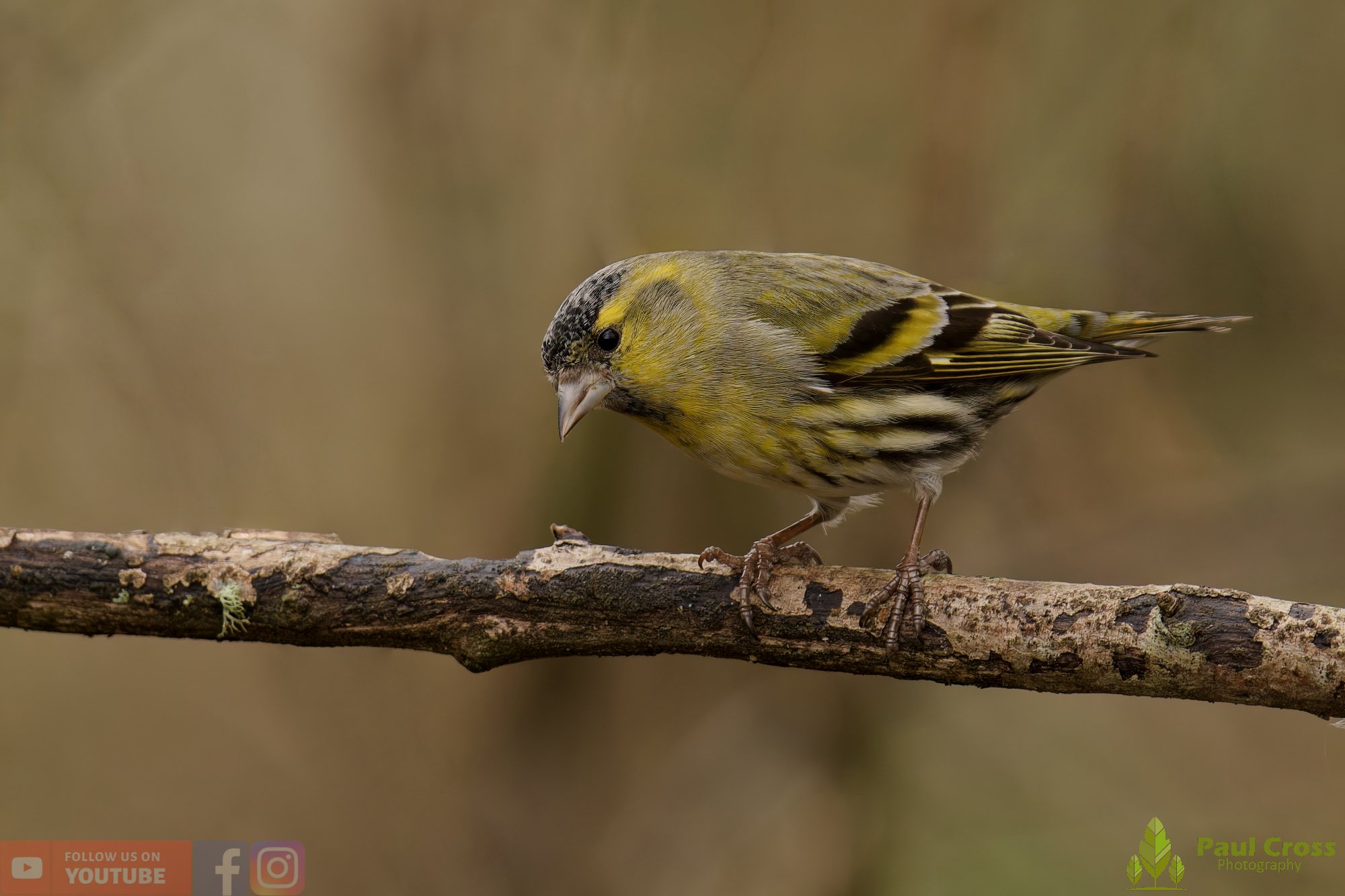 Siskin-00399.jpg