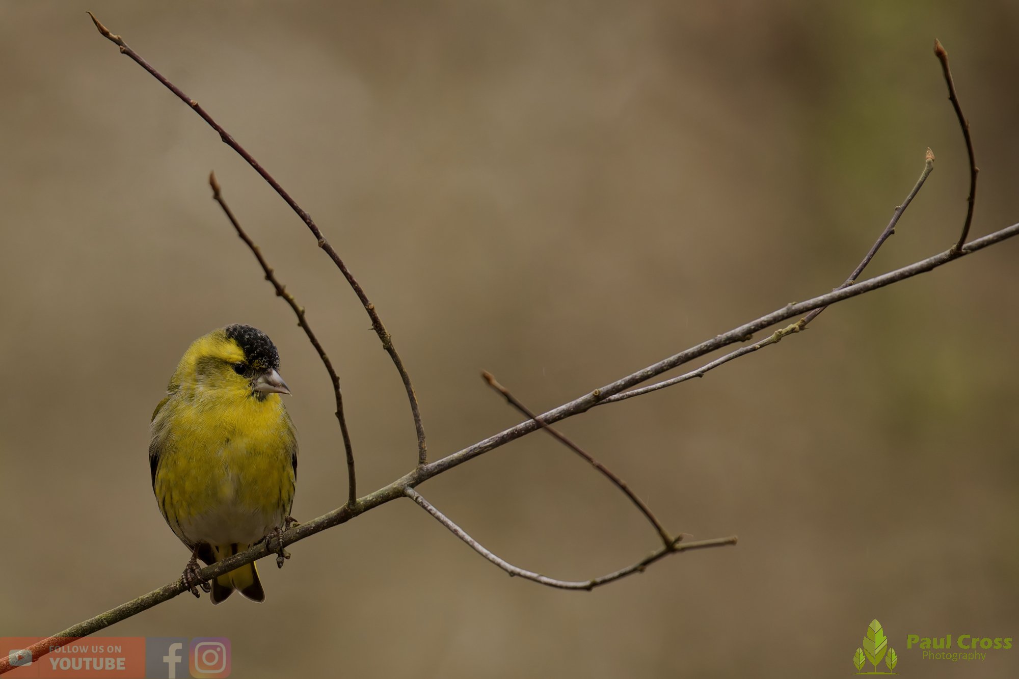 Siskin-00401.jpg