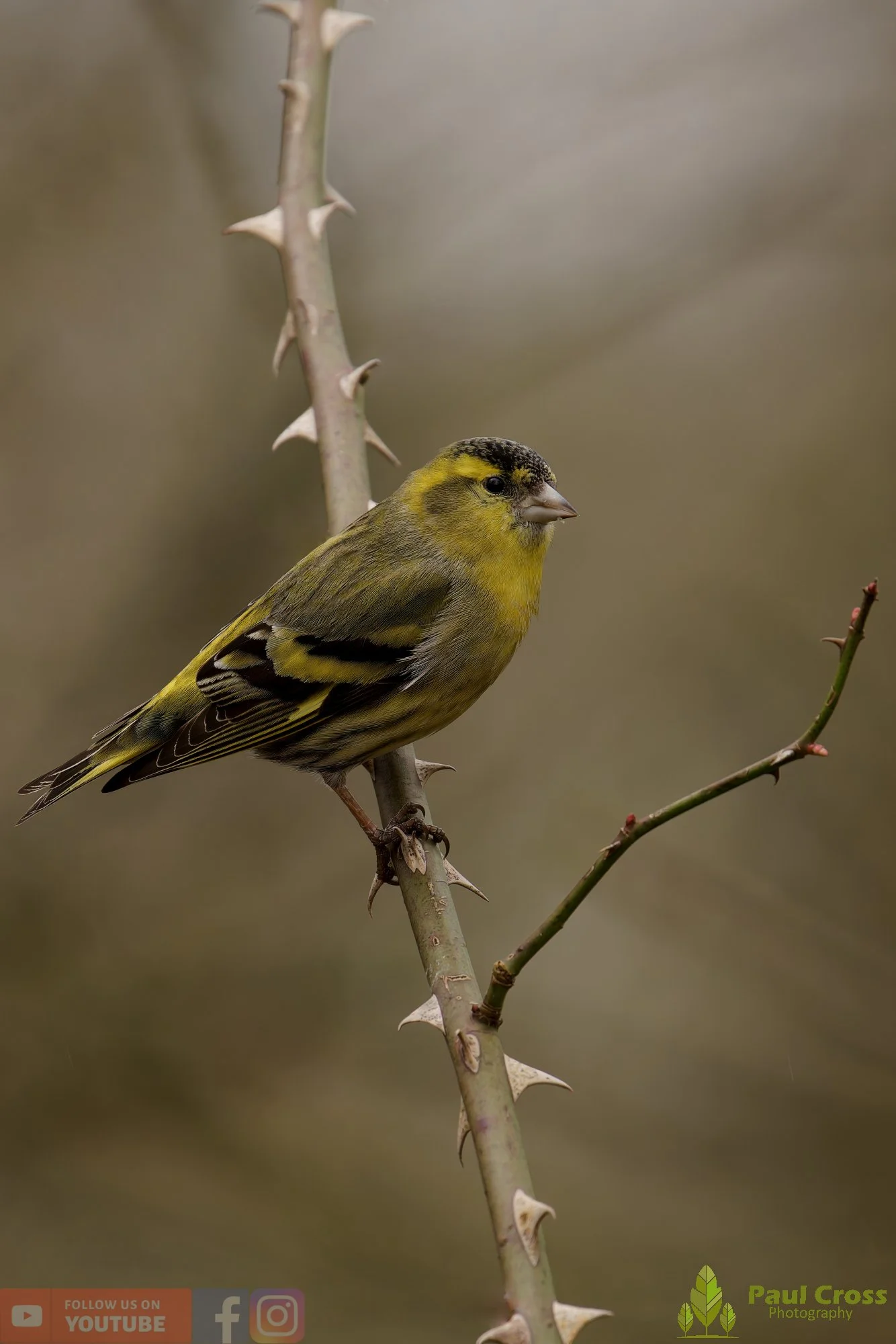 Siskin-00402.jpg