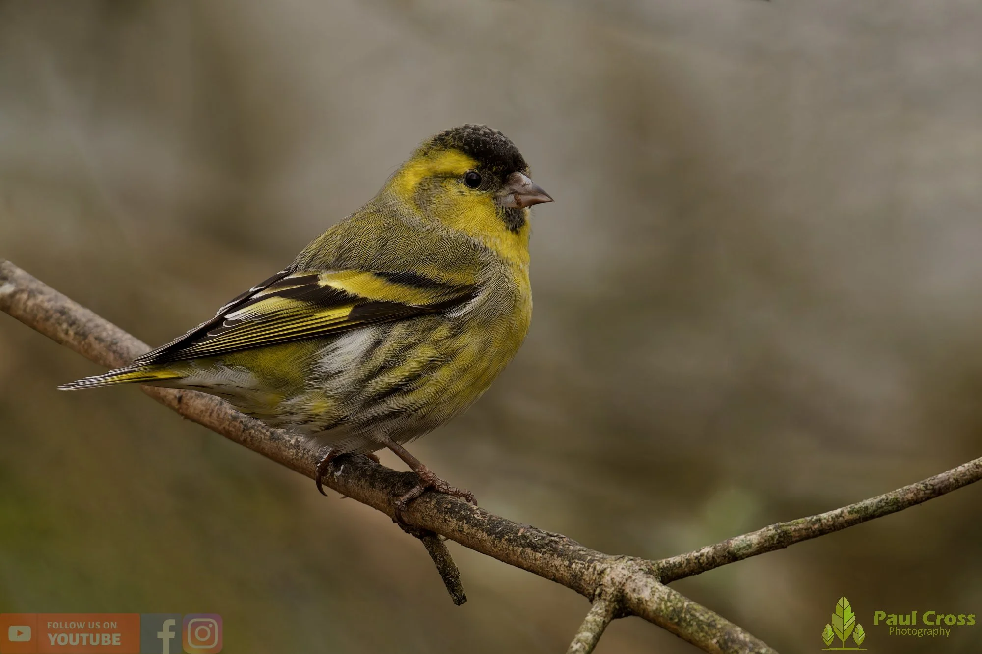 Siskin-00405.jpg