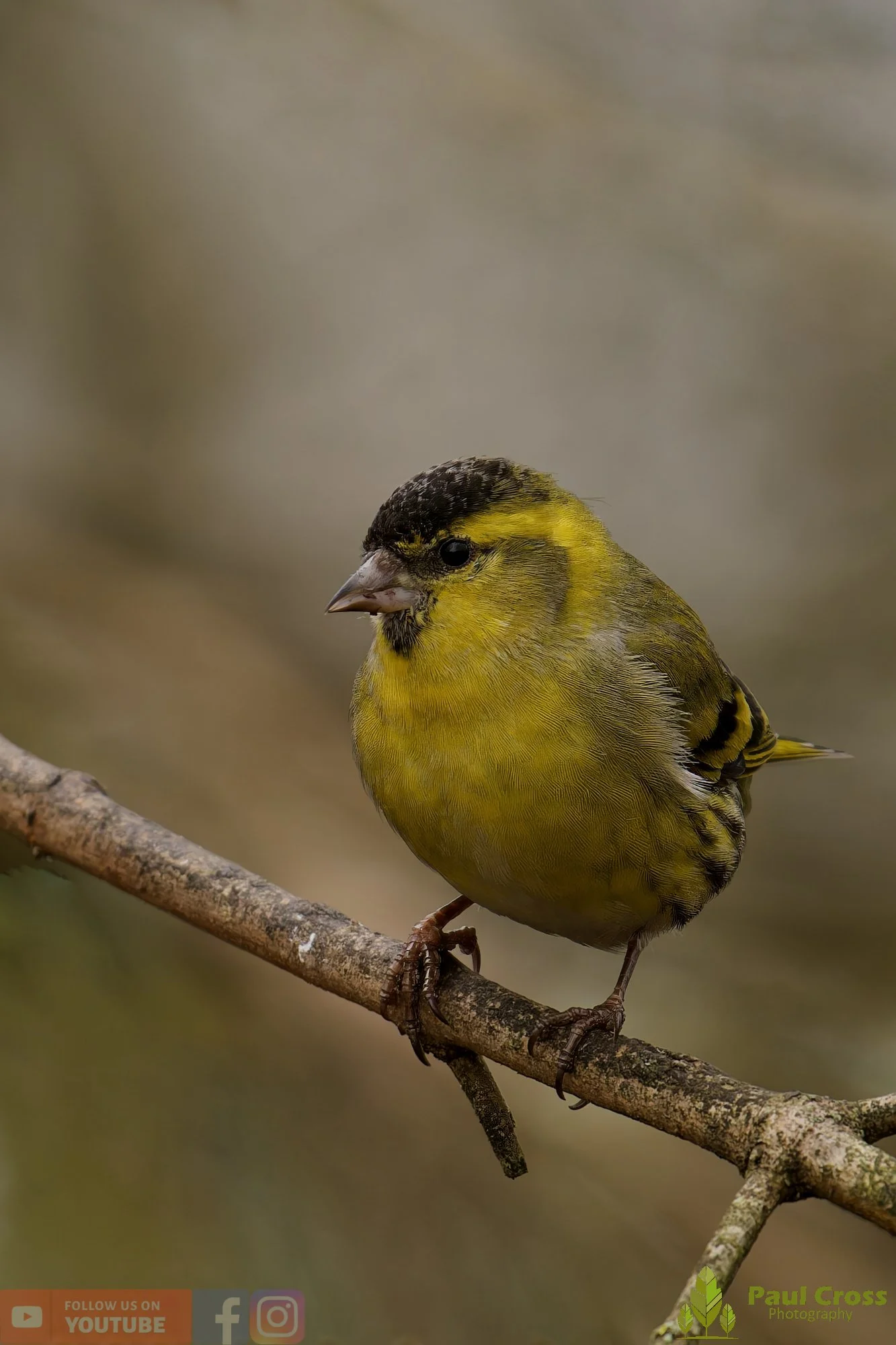 Siskin-00406.jpg