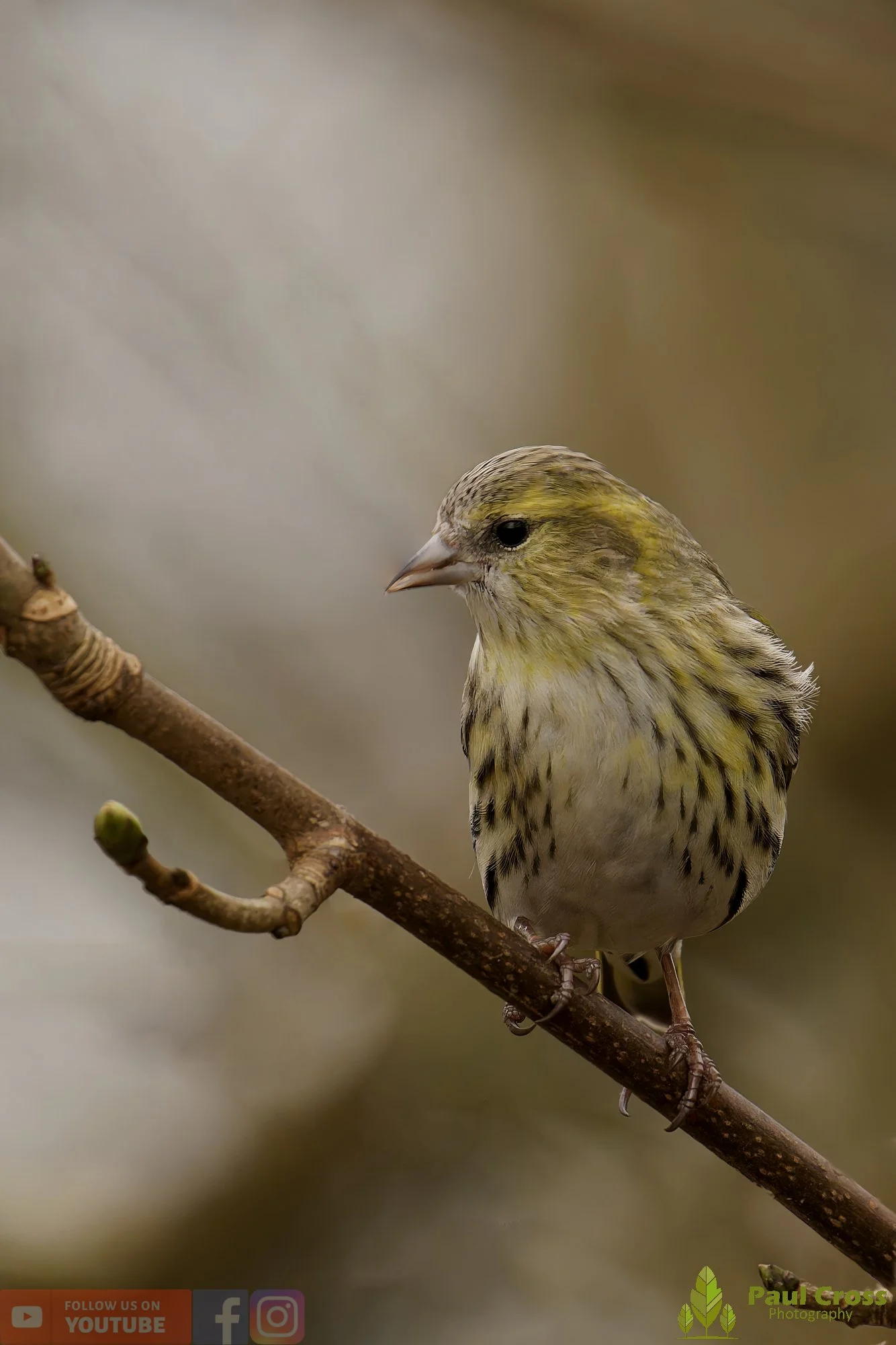 Siskin-00407.jpg