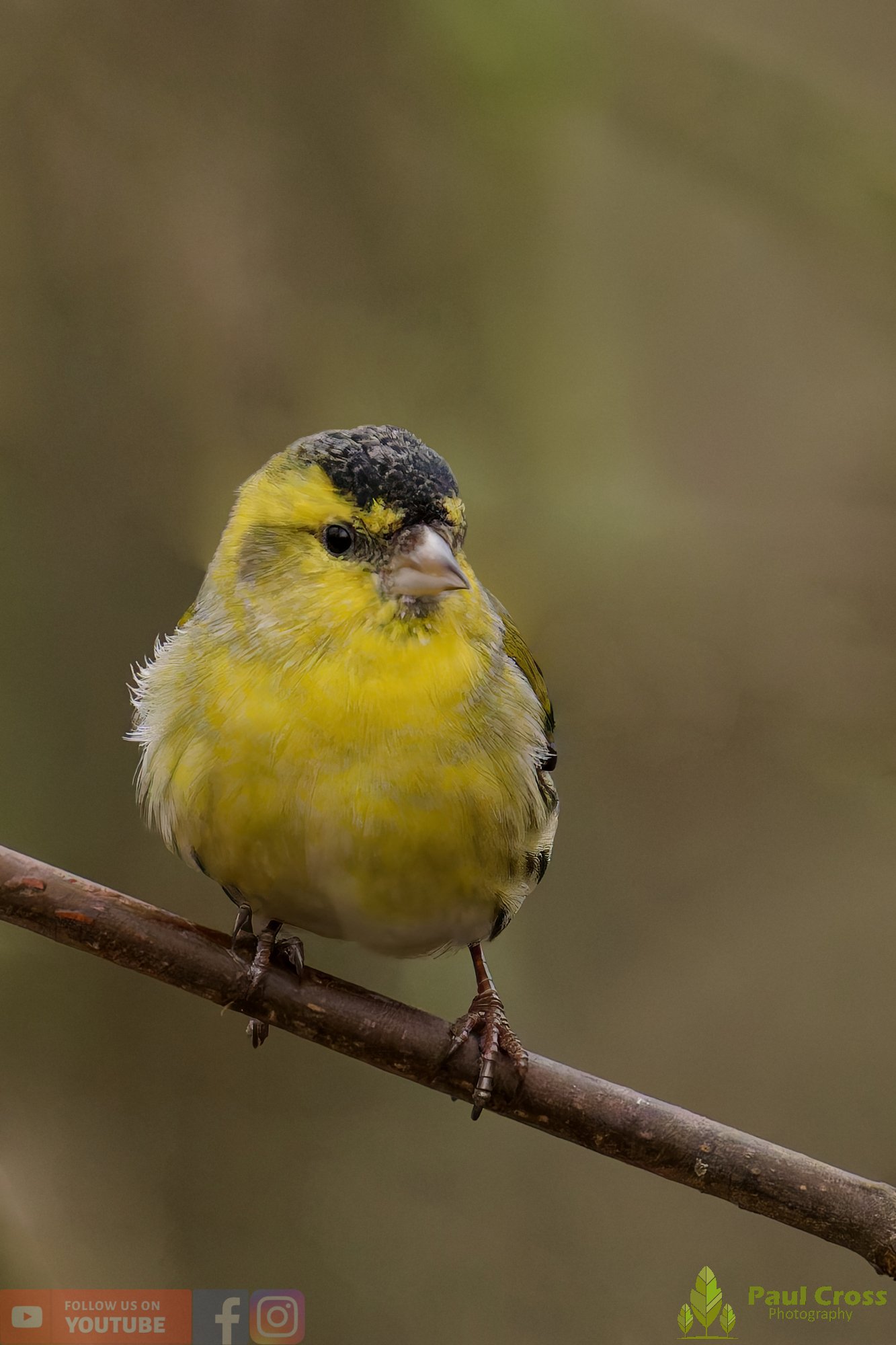 Siskin-00410.jpg