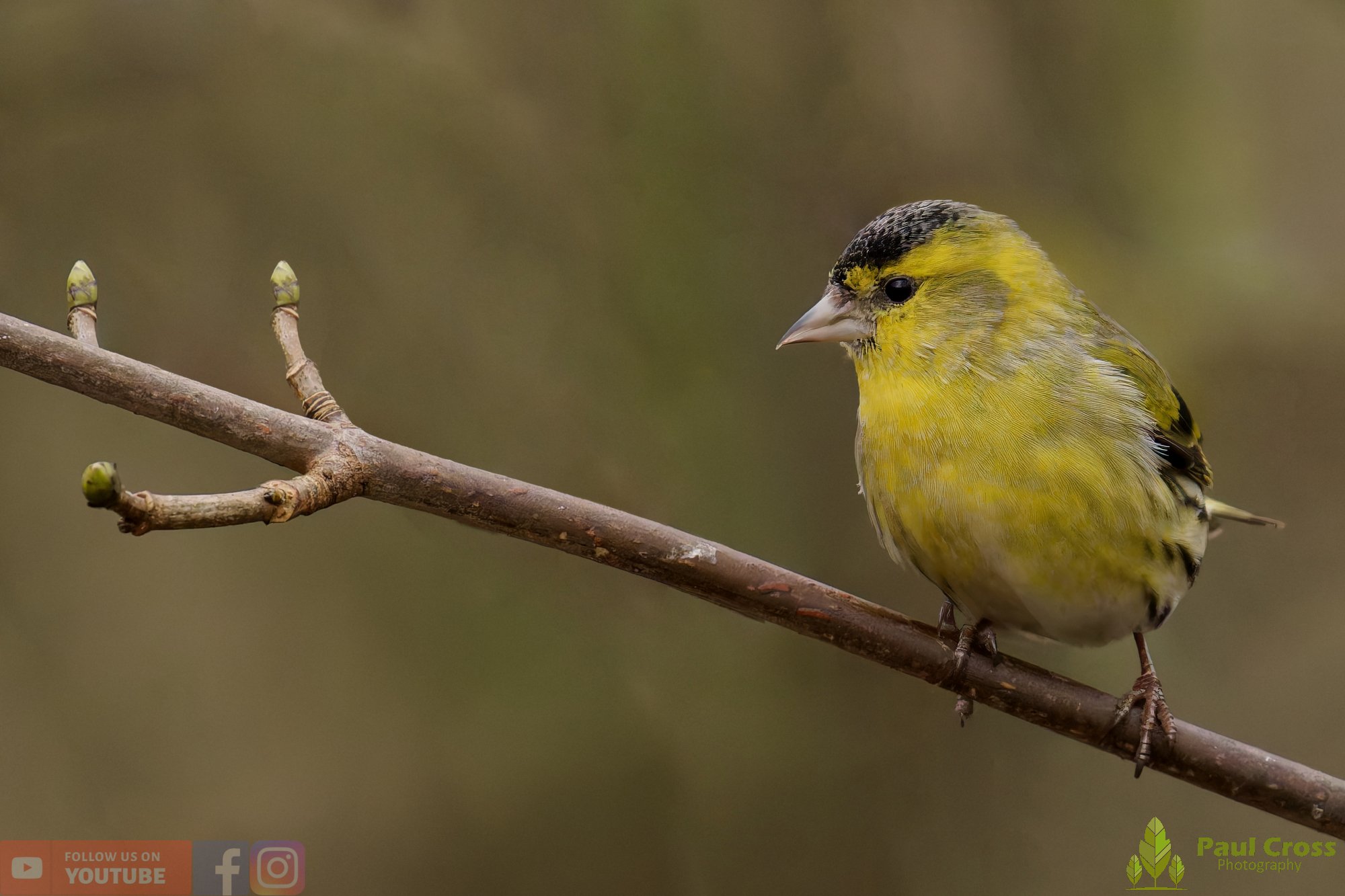 Siskin-00411.jpg