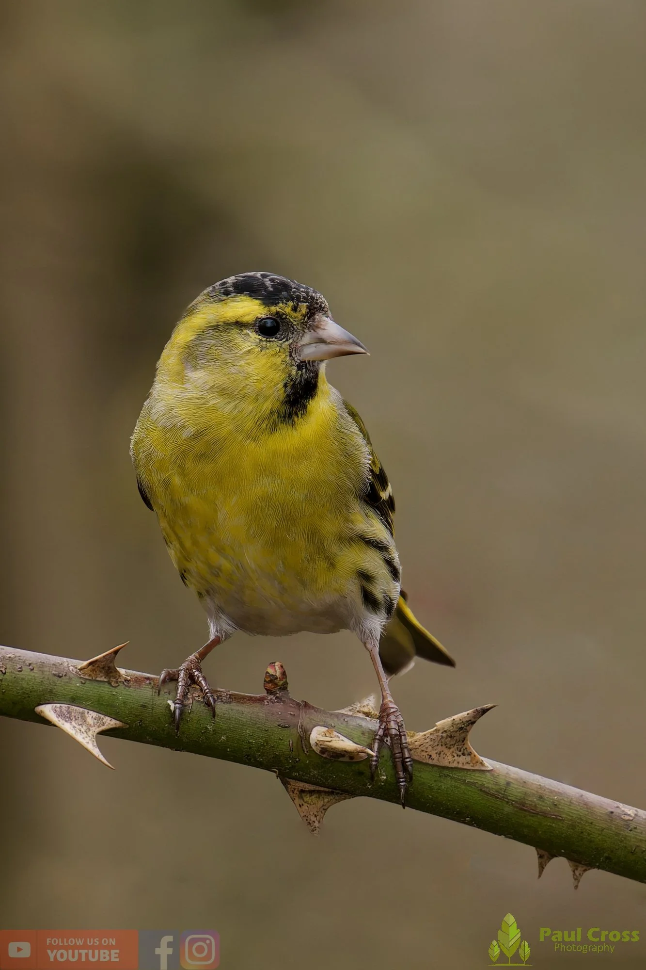 Siskin-00414.jpg