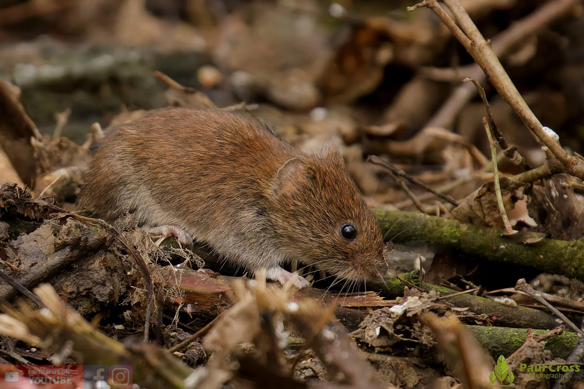 Bank Vole-00014.jpg
